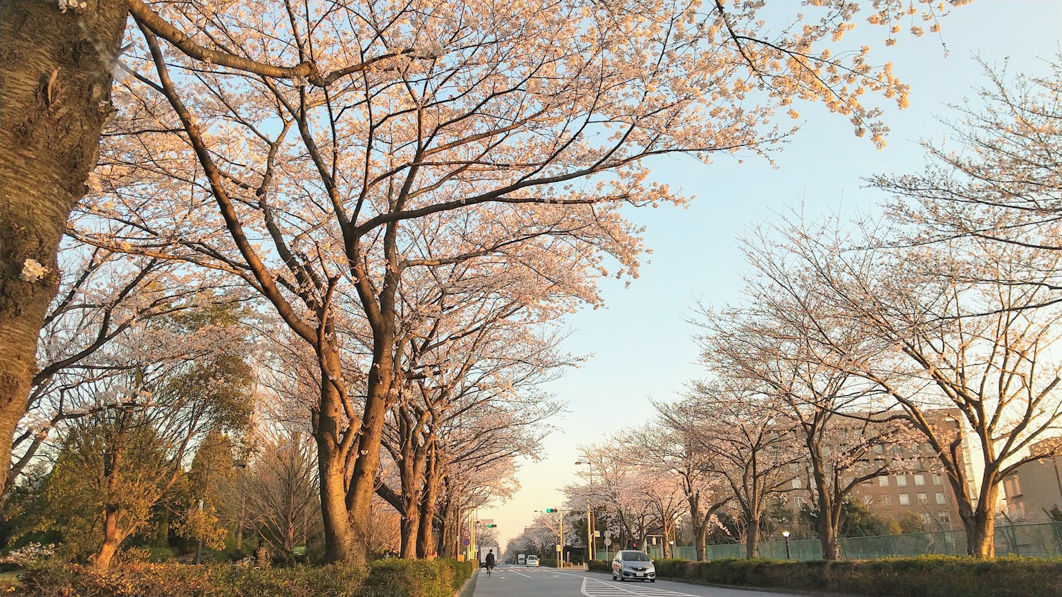 Pemandangan pohon sakura di tepi jalan