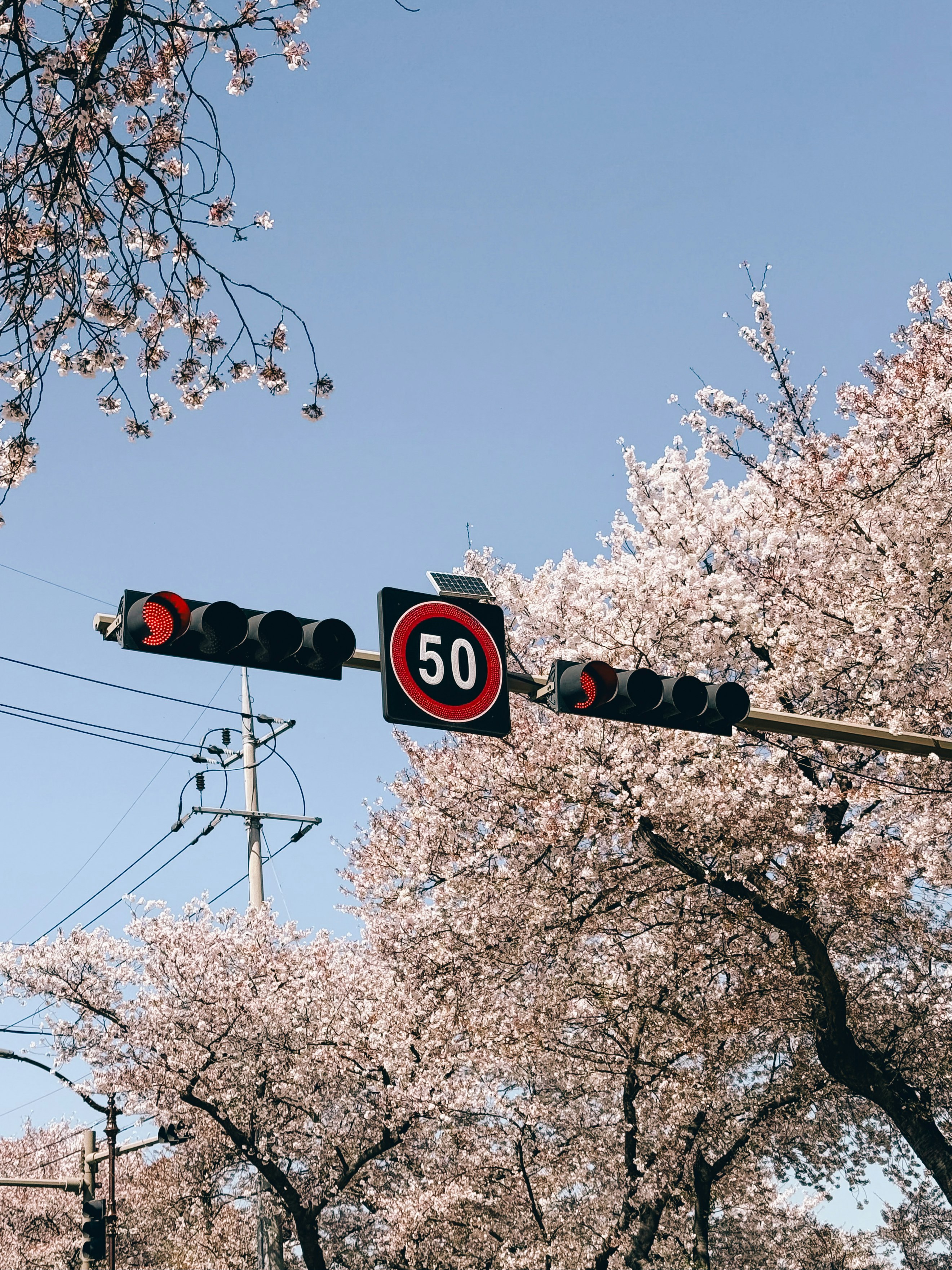 桜の枝と50の速度制限標識のある街角
