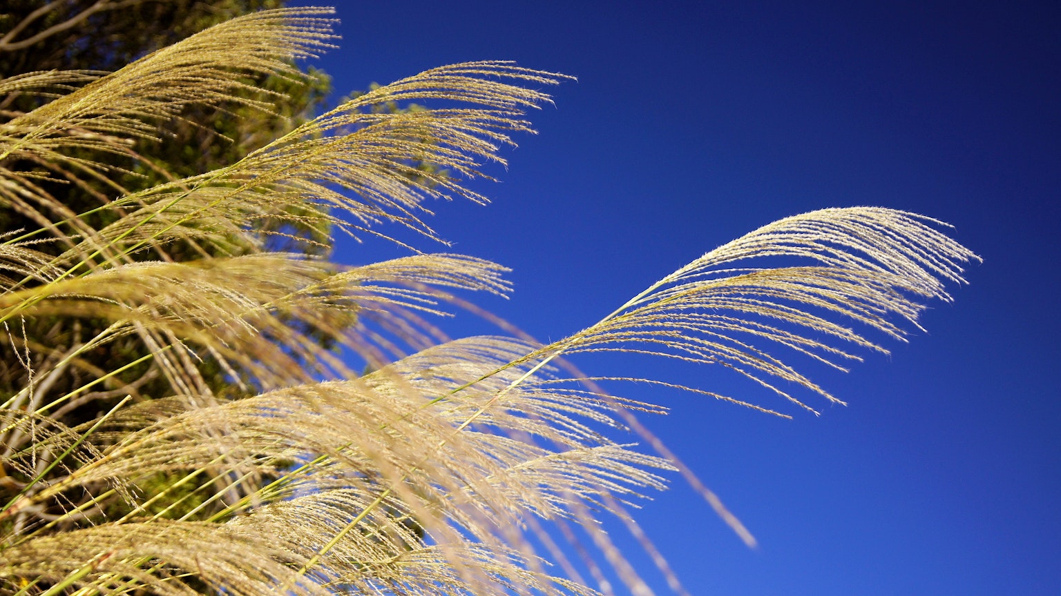 Goldene Grashalme vor blauem Himmel
