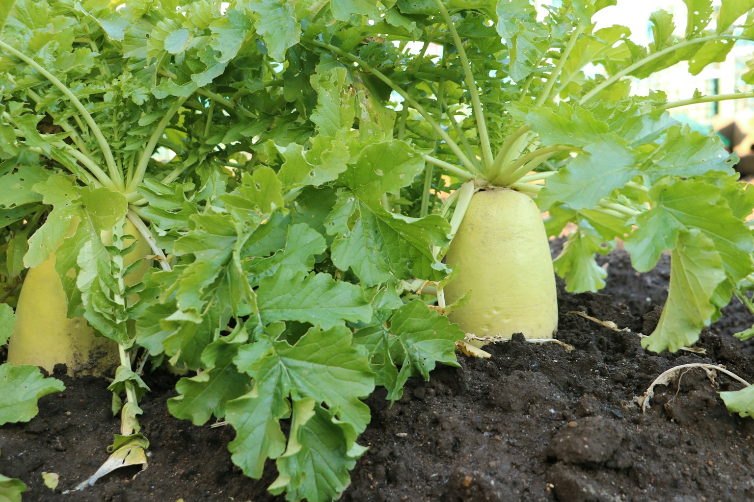 Ravanello daikon con foglie verdi nel terreno