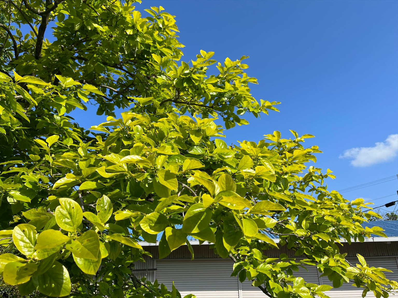 Helle grüne Blätter an einem Baumzweig unter einem klaren blauen Himmel