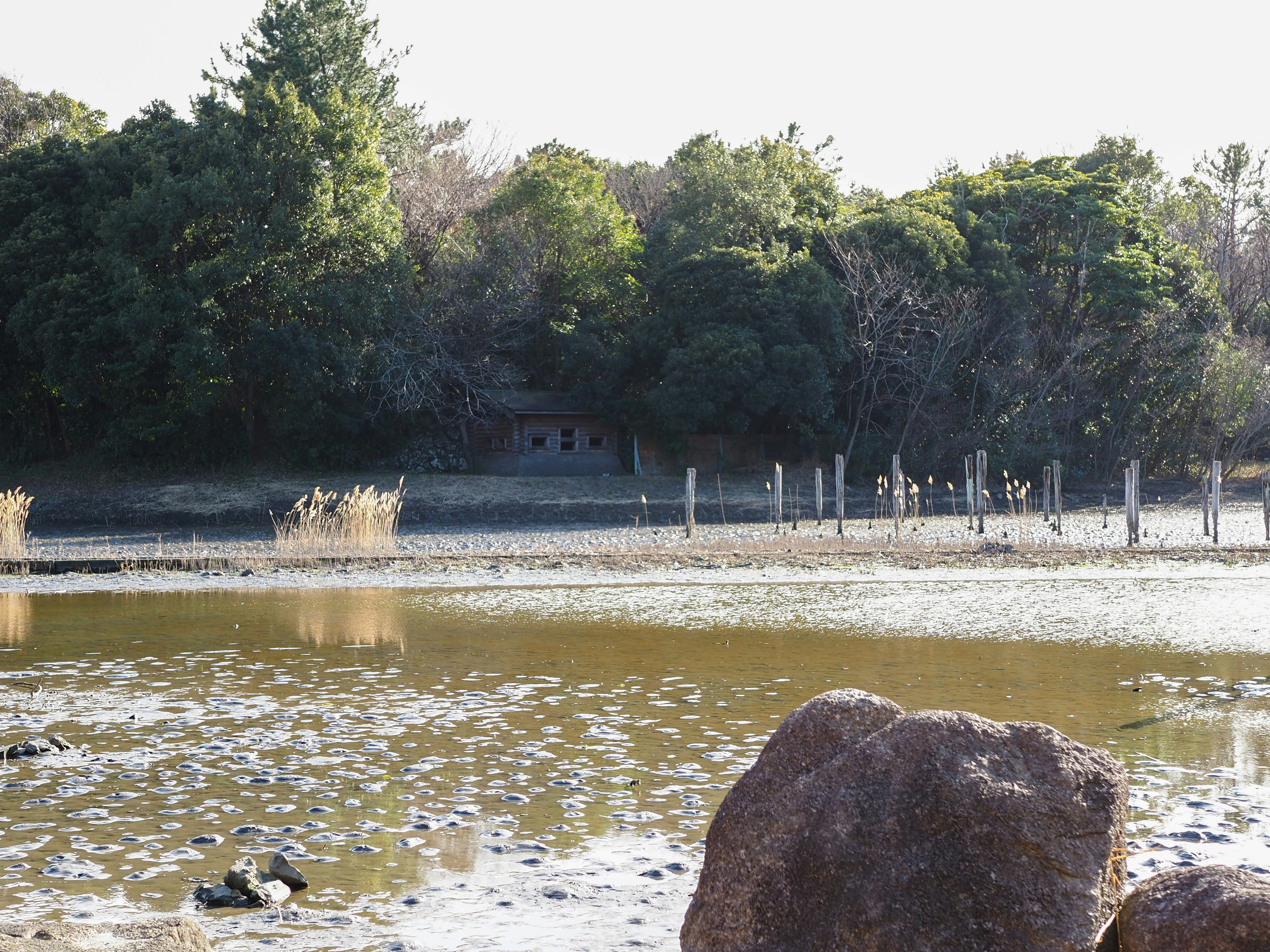 水辺の沼に浮かぶ水面と岩、木々の緑のある晴れの景色