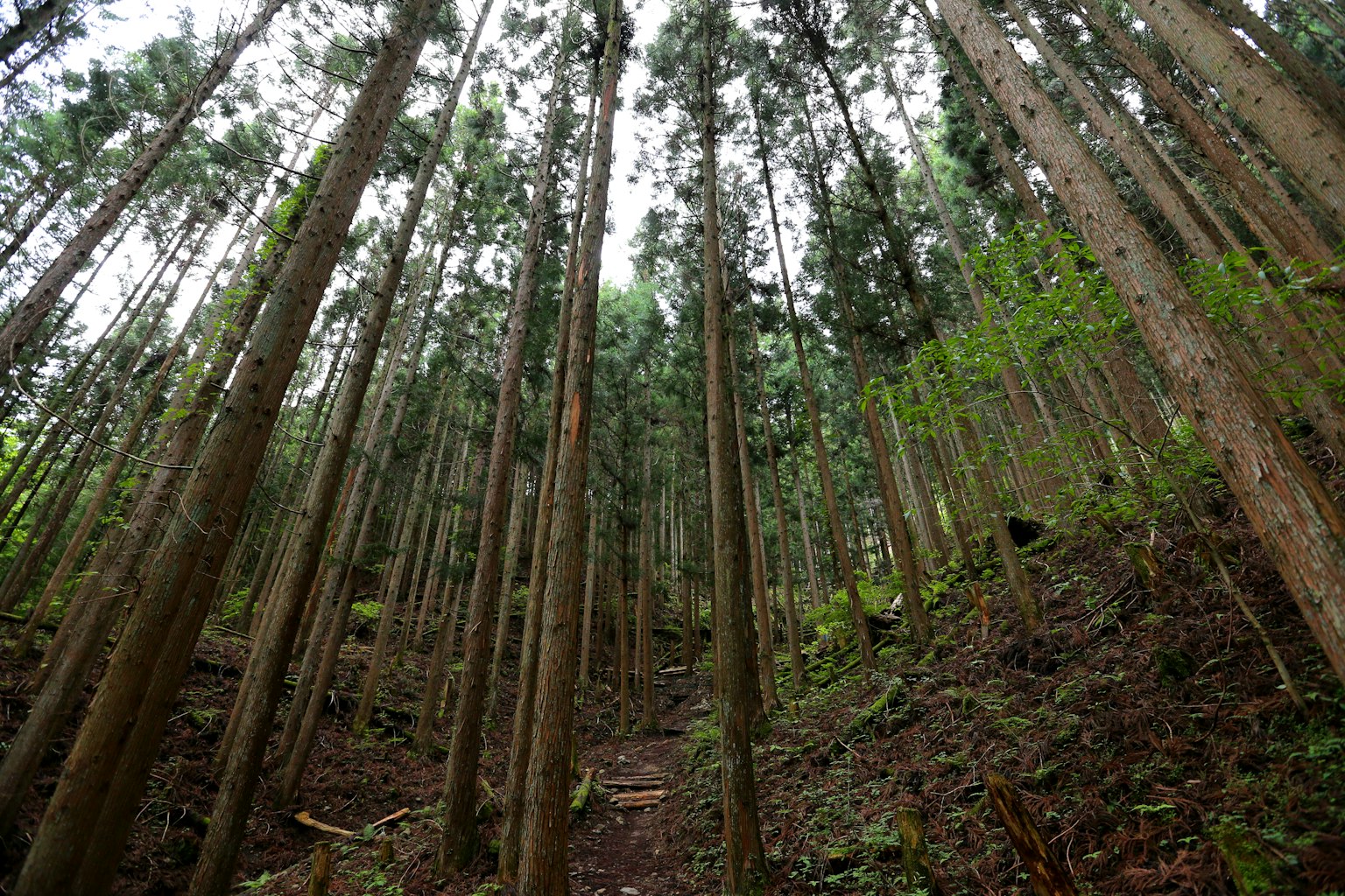 Vista de árboles altos en un bosque denso