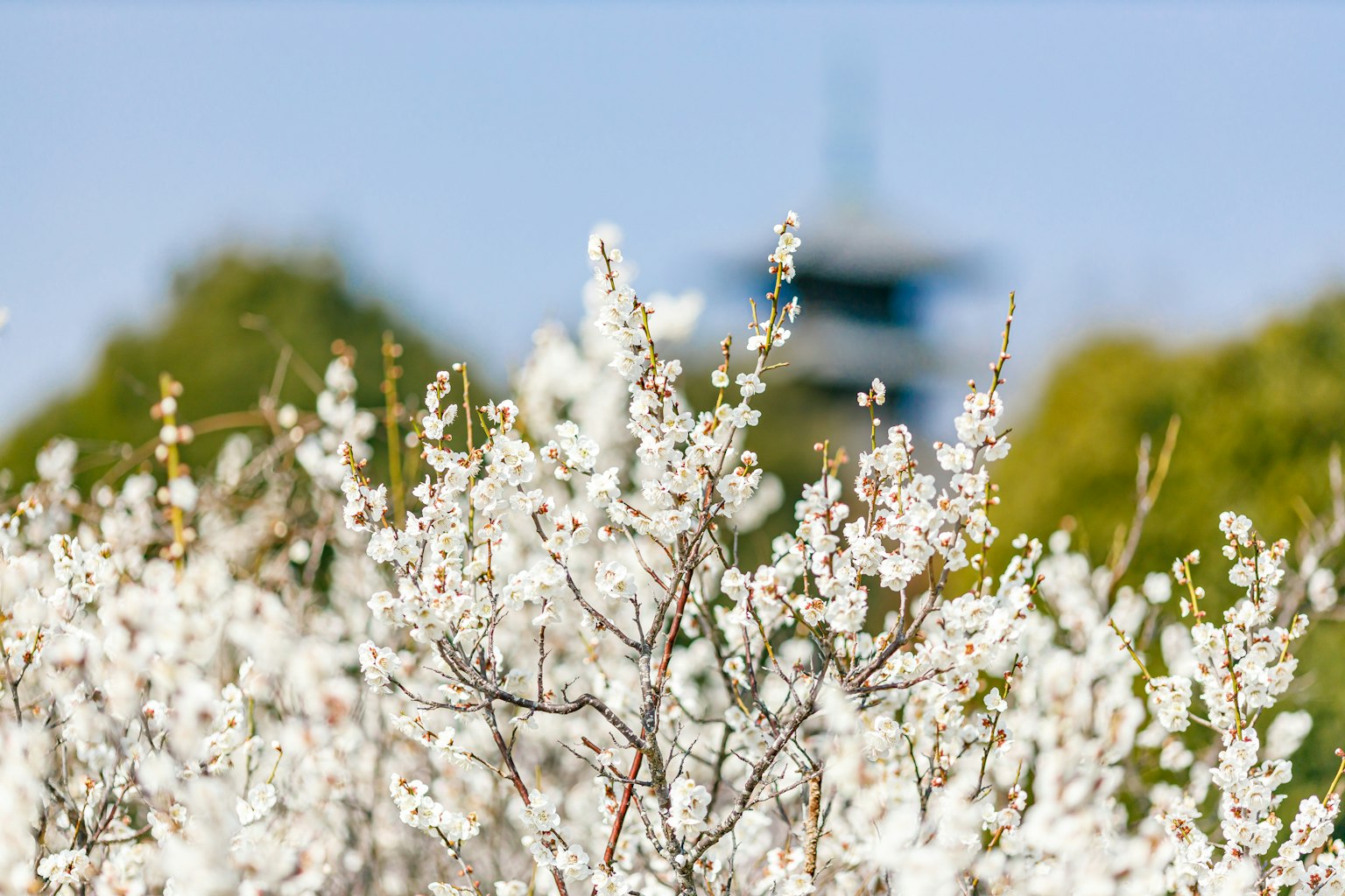Fiori bianchi in fiore con una torre sullo sfondo