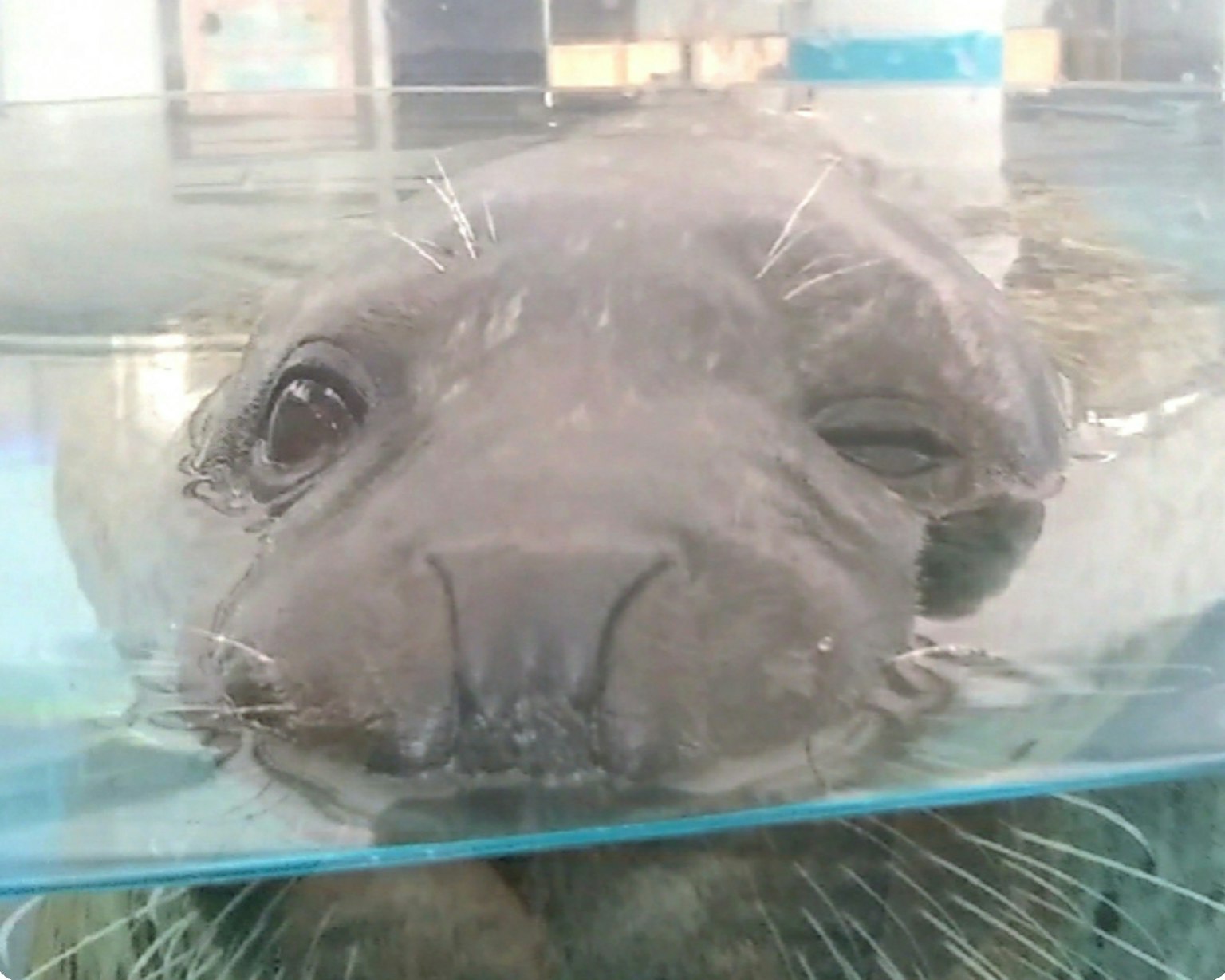 水中海豹的臉部特寫