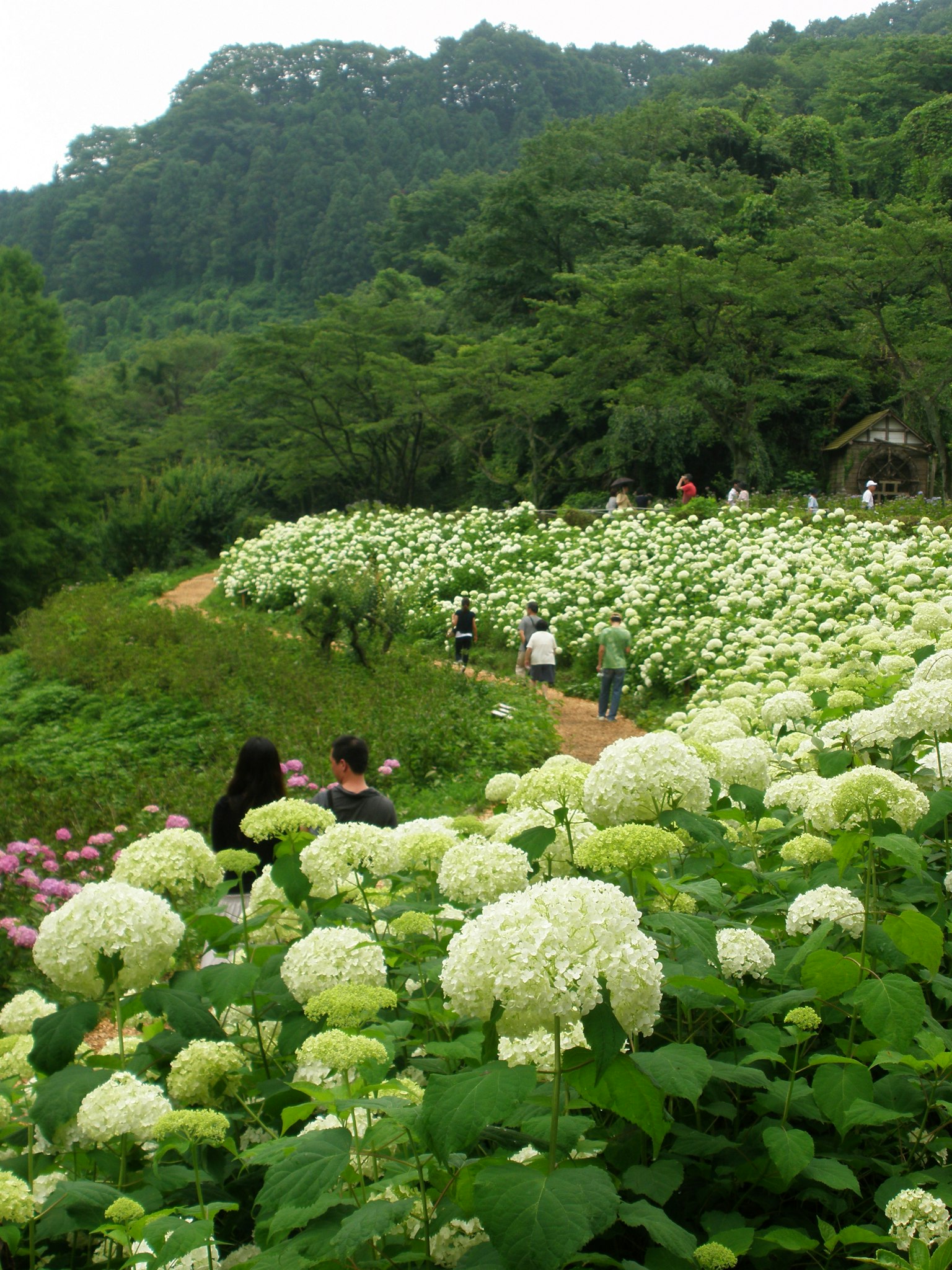 사람들이 녹색 산으로 둘러싸인 흰색 수국 밭을 걷고 있다