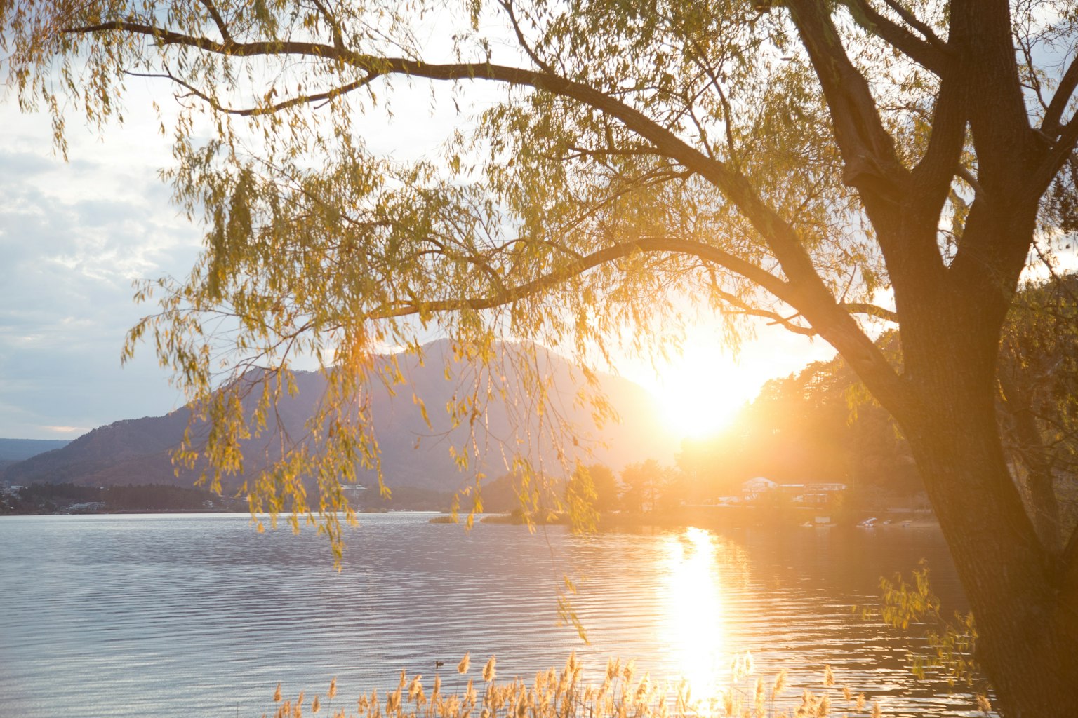 美麗的風景,夕陽映照在湖面上,樹枝輕輕搖曳