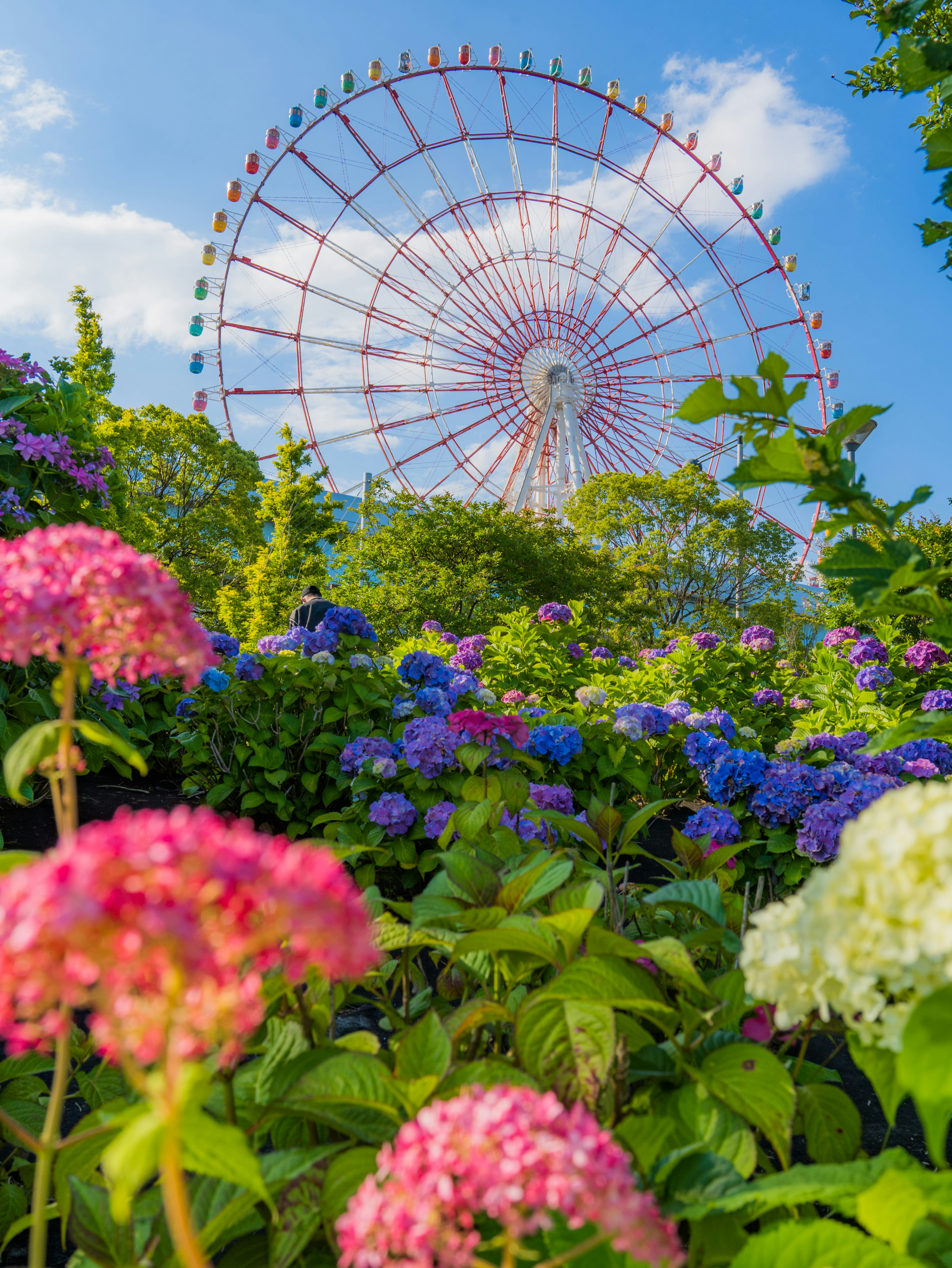 色とりどりのアジサイと観覧車が見える花畑の風景