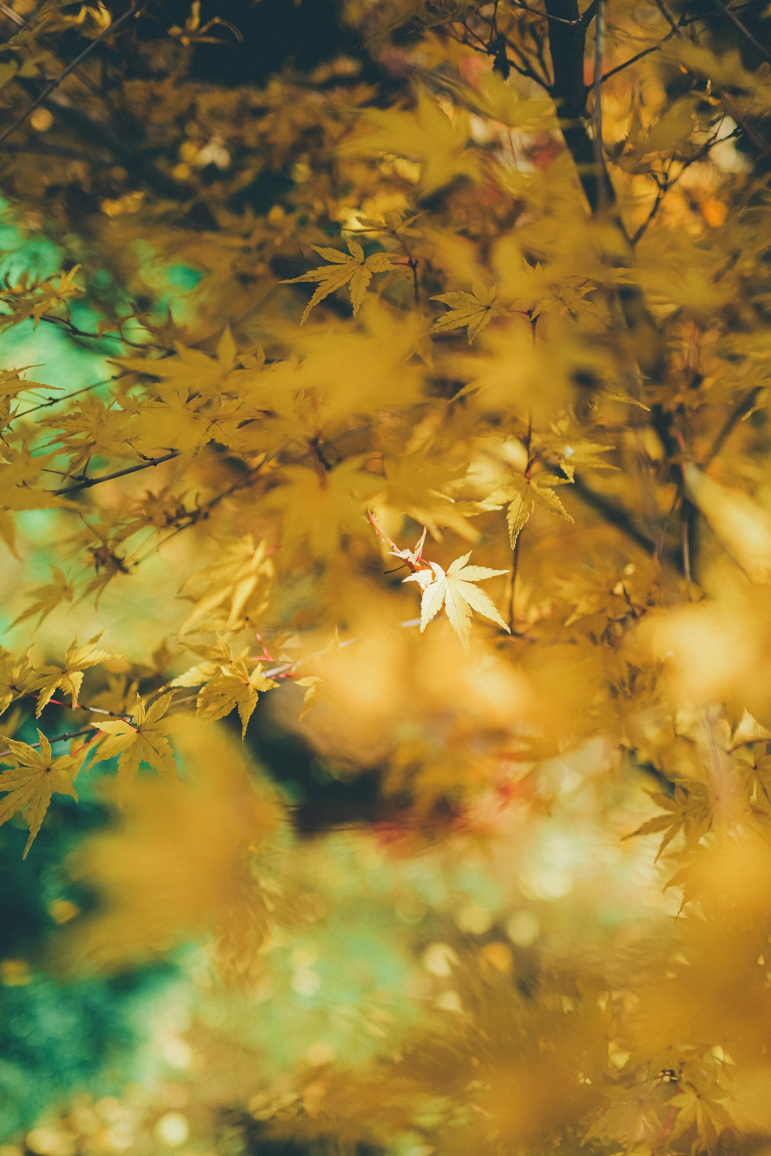 Close-up of vibrant yellow leaves on a tree