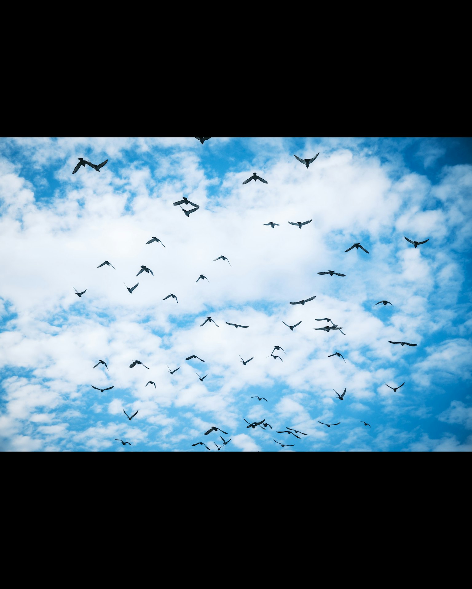 Banyak burung terbang di langit biru