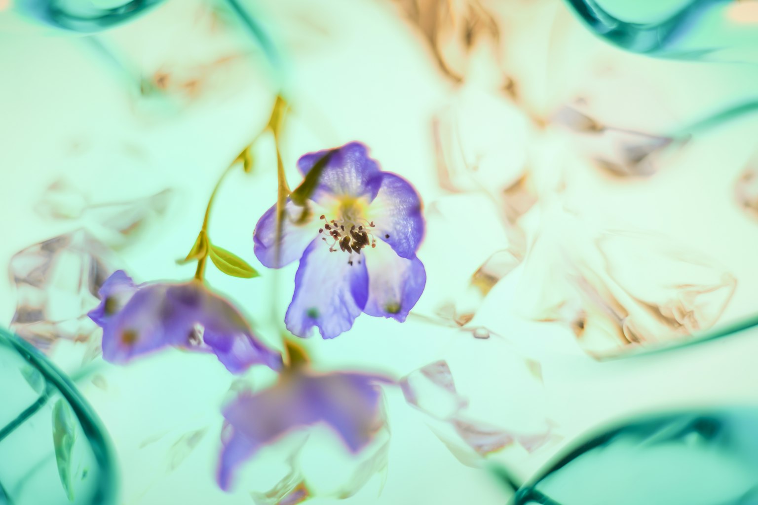 Une belle image d'un fond doux avec des fleurs bleues et violettes