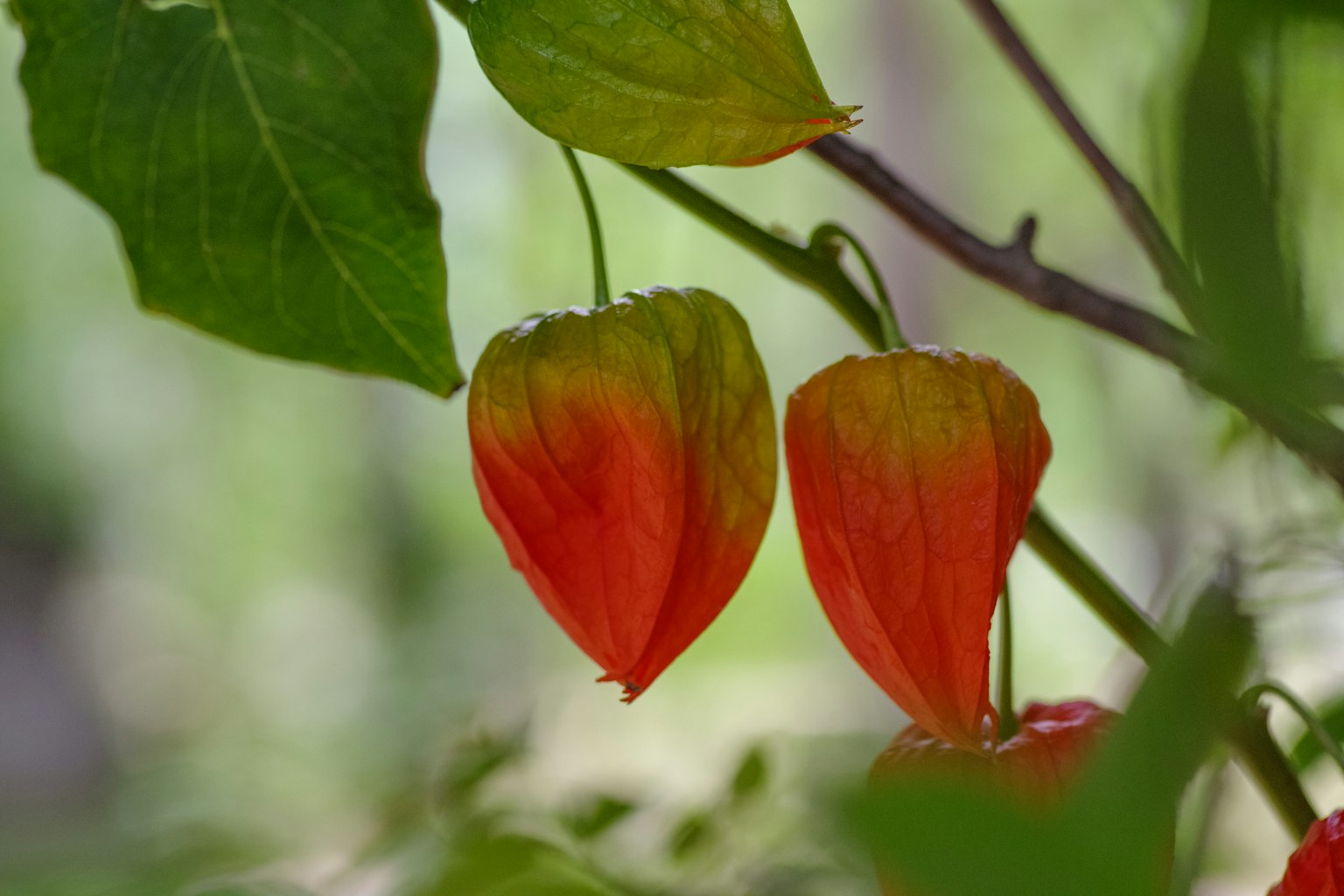 Plant with green leaves and orange bell-shaped flowers