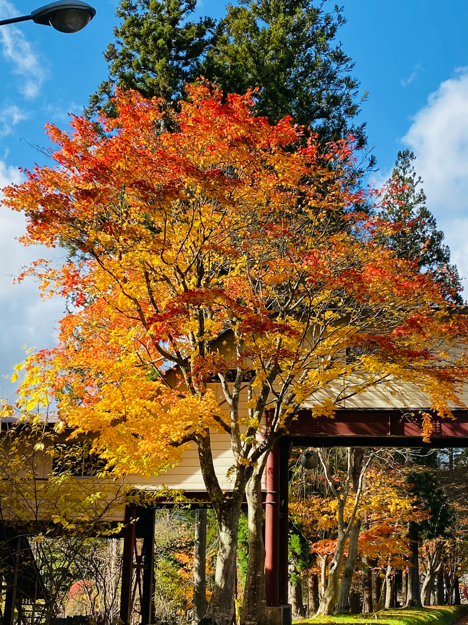 Un bell'albero con foglie arancioni vibranti sotto un cielo blu