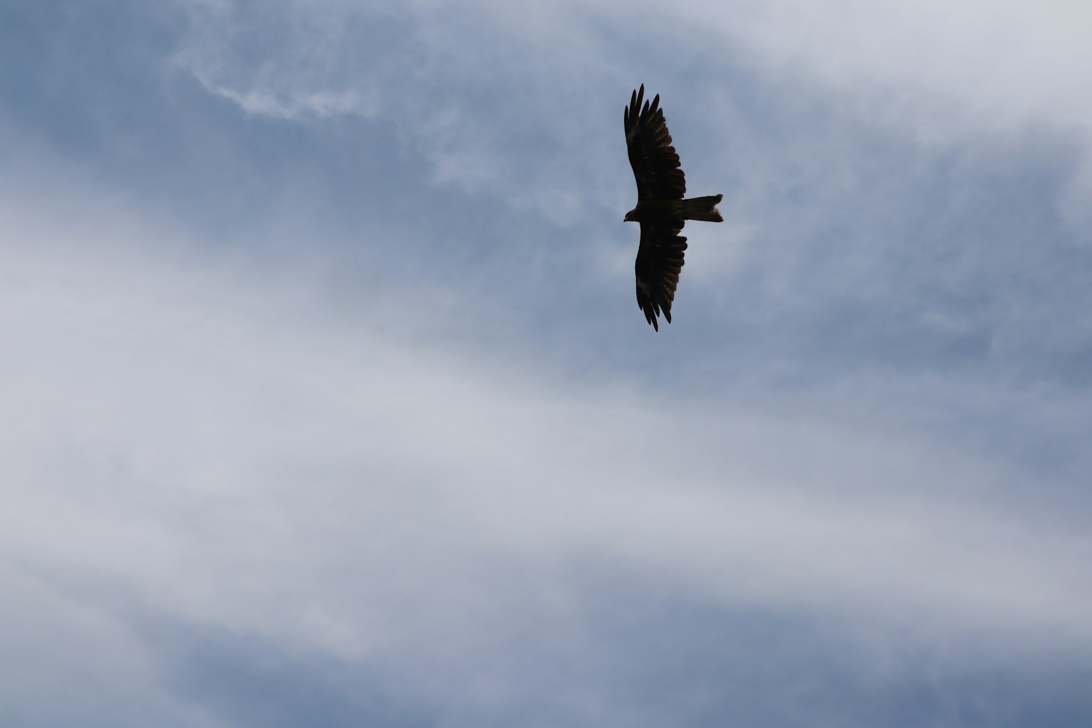 Silueta de un halcón volando contra un cielo azul