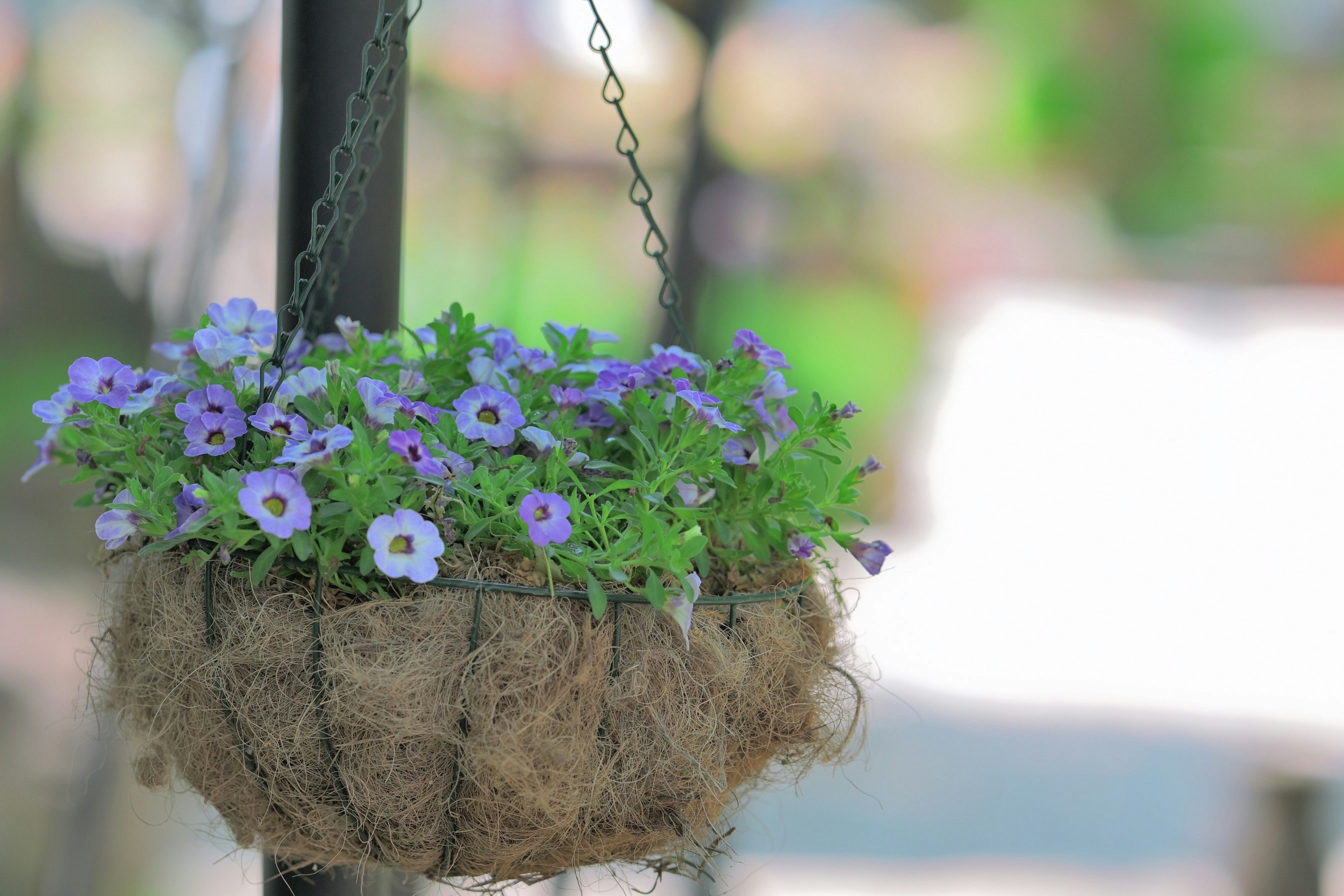 Topf mit violetten Blumen in rustikaler Juteschnur-Bepflanzung