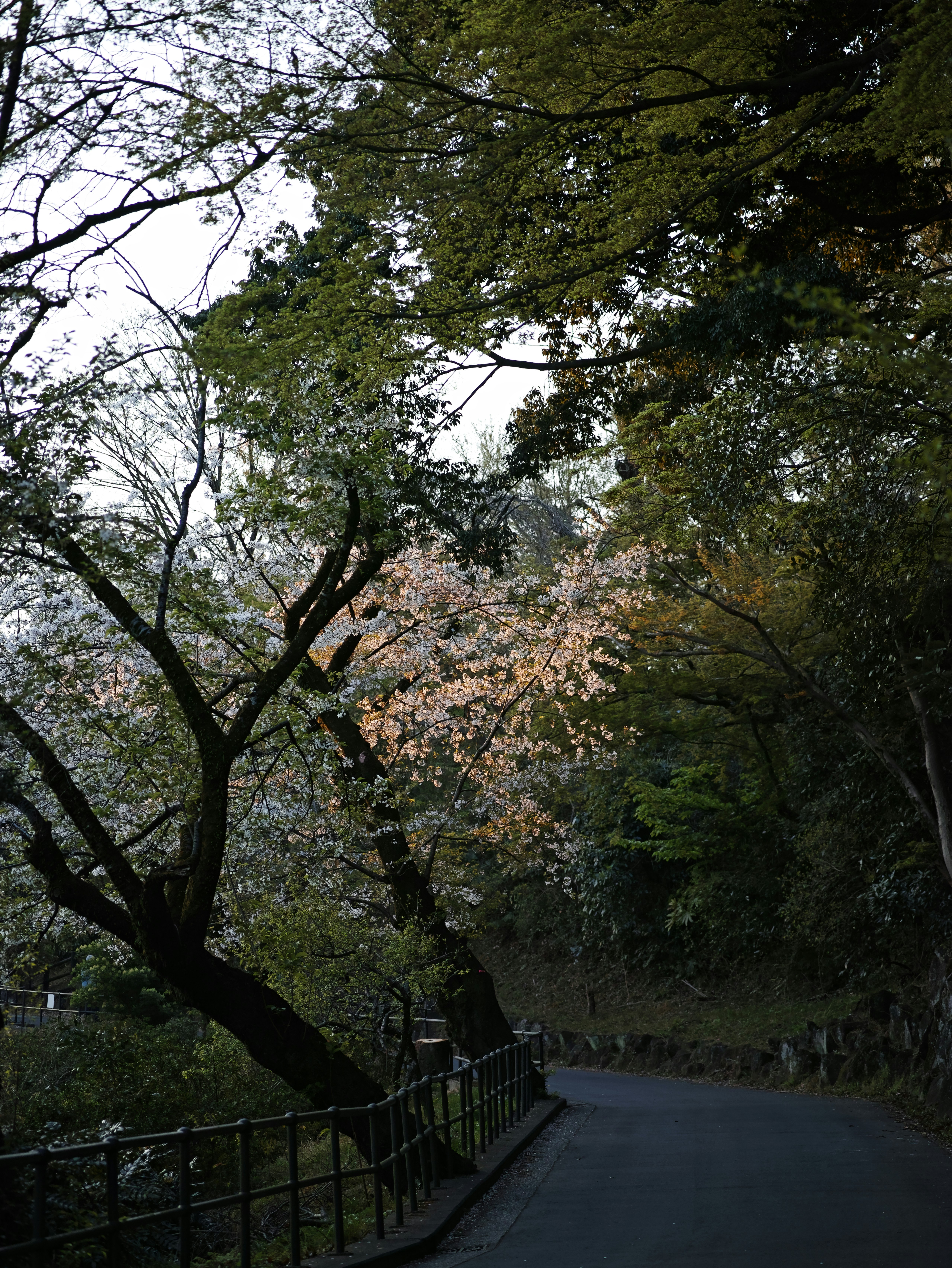 桜の咲く並木と遊歩道のある自然の小径