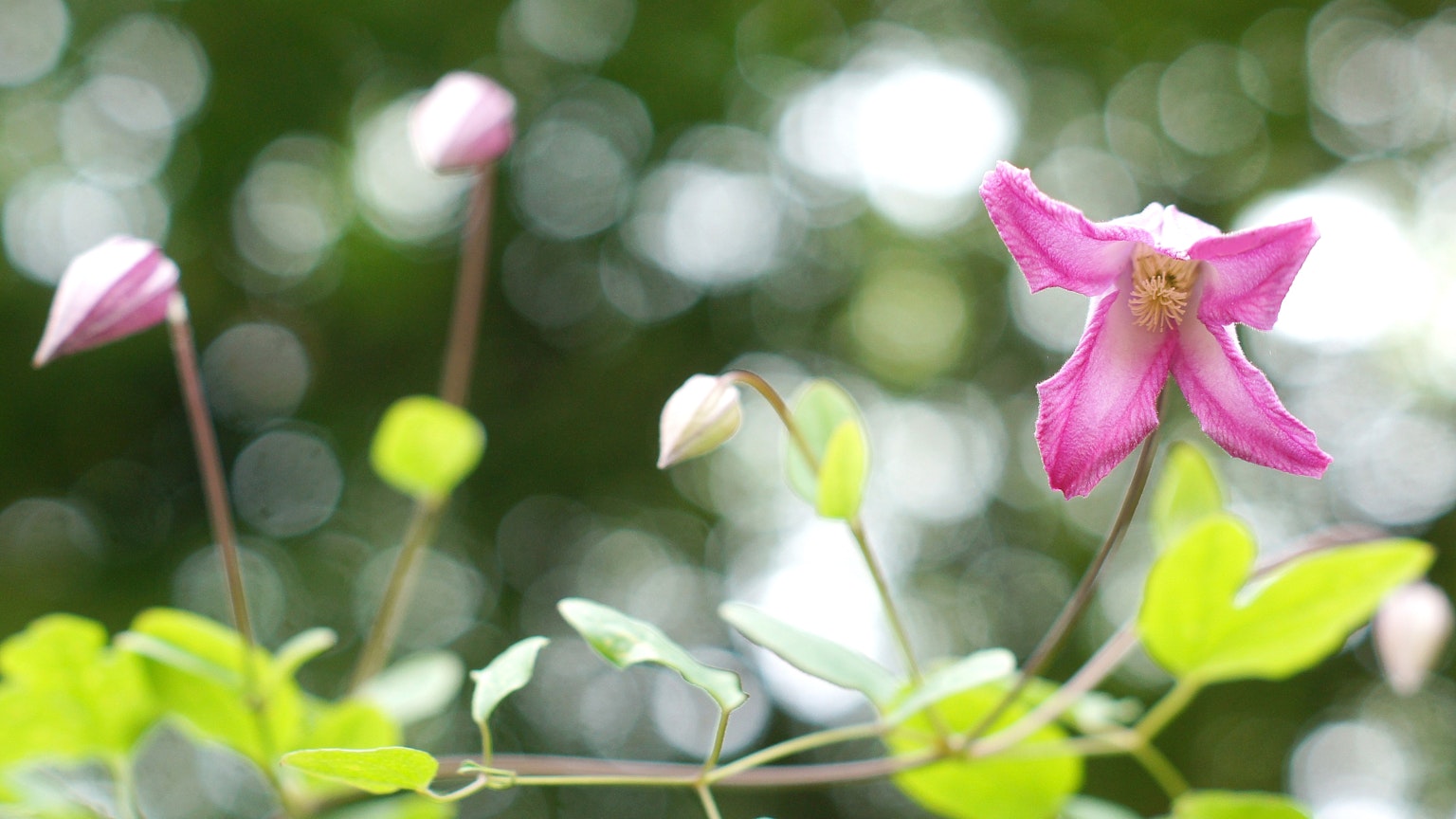 Primer plano de flores rosas y capullos sobre fondo verde