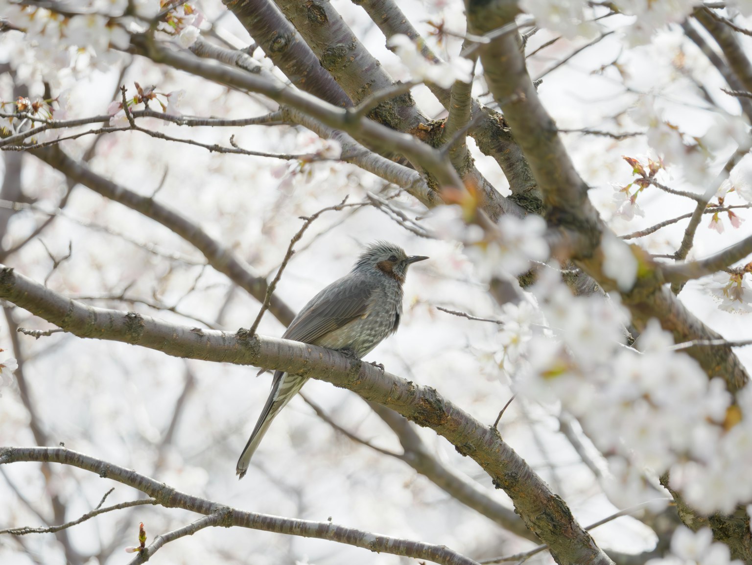 Uccello grigio posato tra i fiori di ciliegio