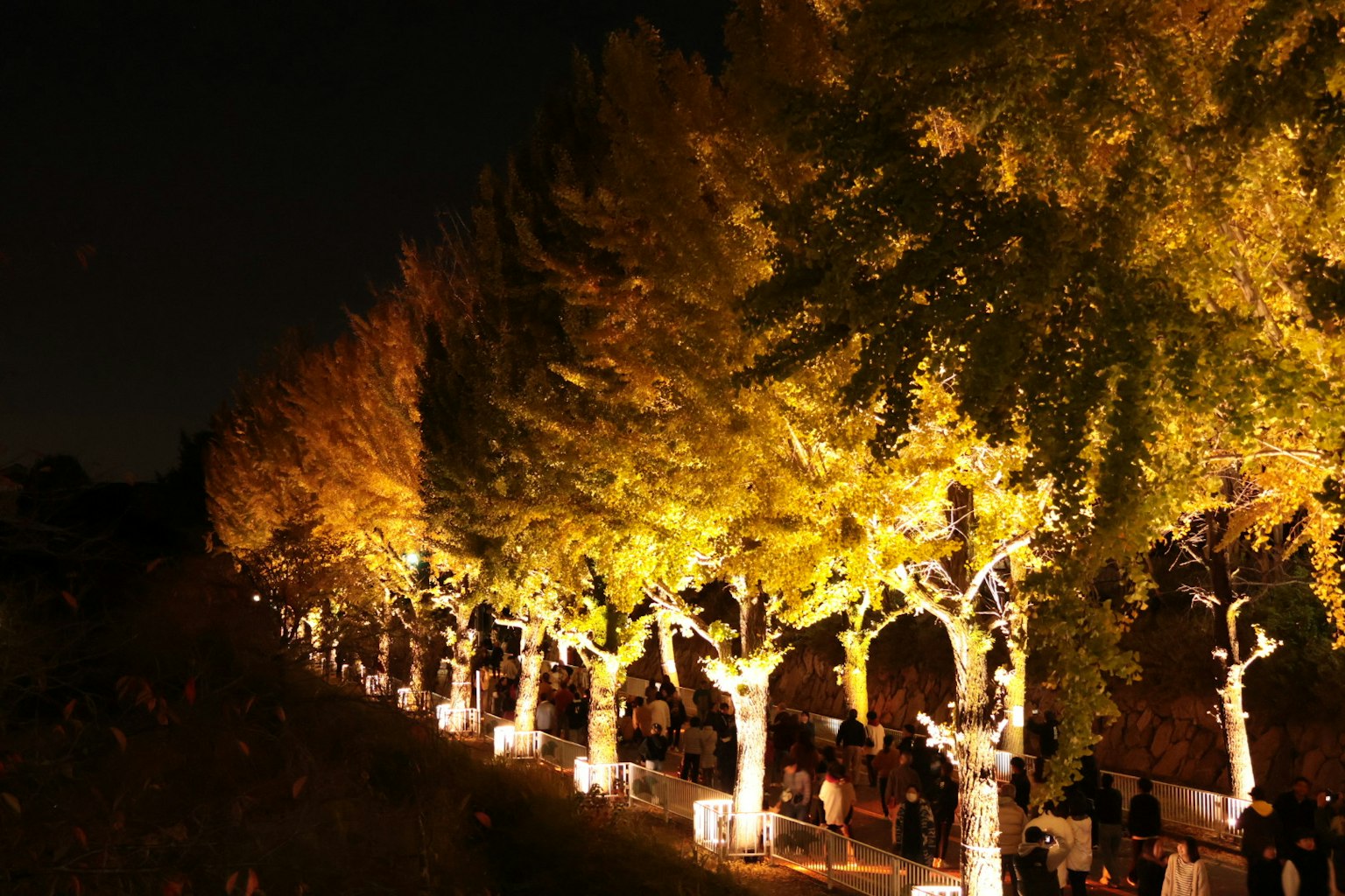 Arbres de rue illuminés avec des feuilles dorées la nuit