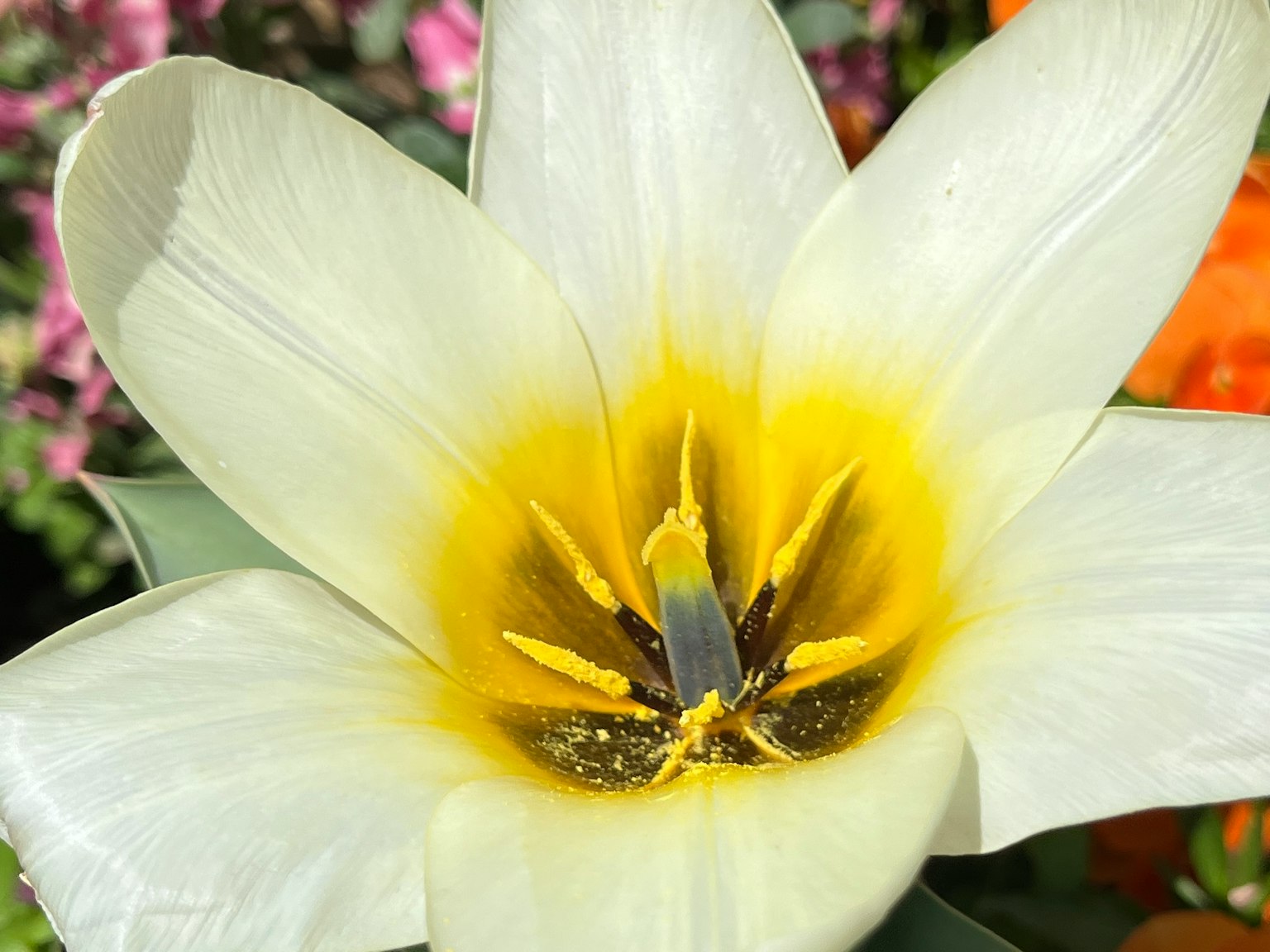 Gros plan d'une fleur de tulipe blanche avec un centre jaune