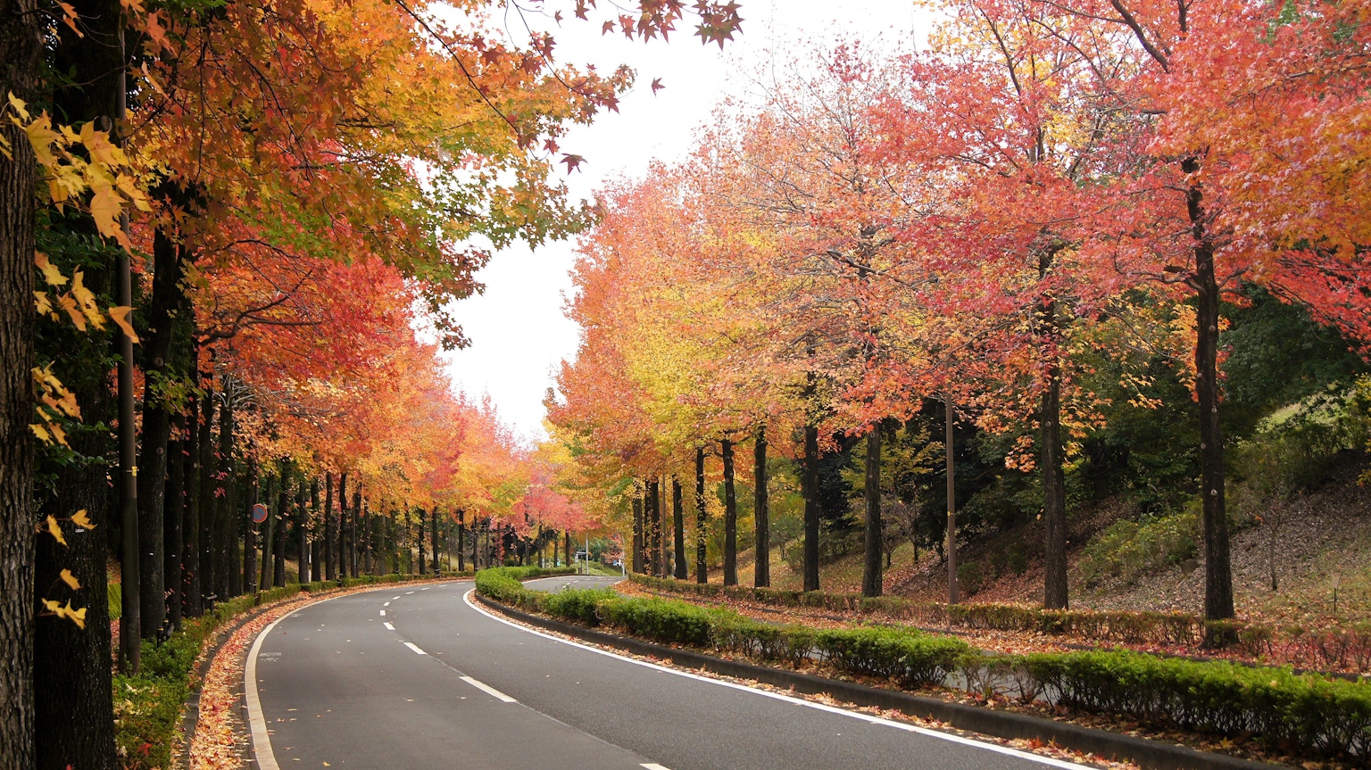 被秋天的树叶包围的弯曲道路