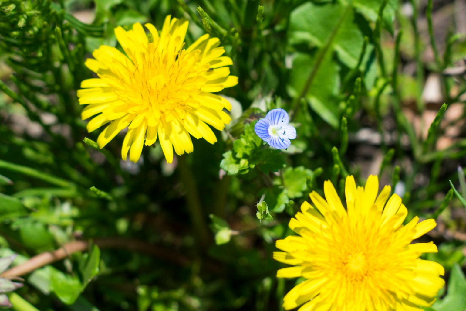 Due dente di leone gialli circondati da foglie verdi con un piccolo fiore blu nelle vicinanze