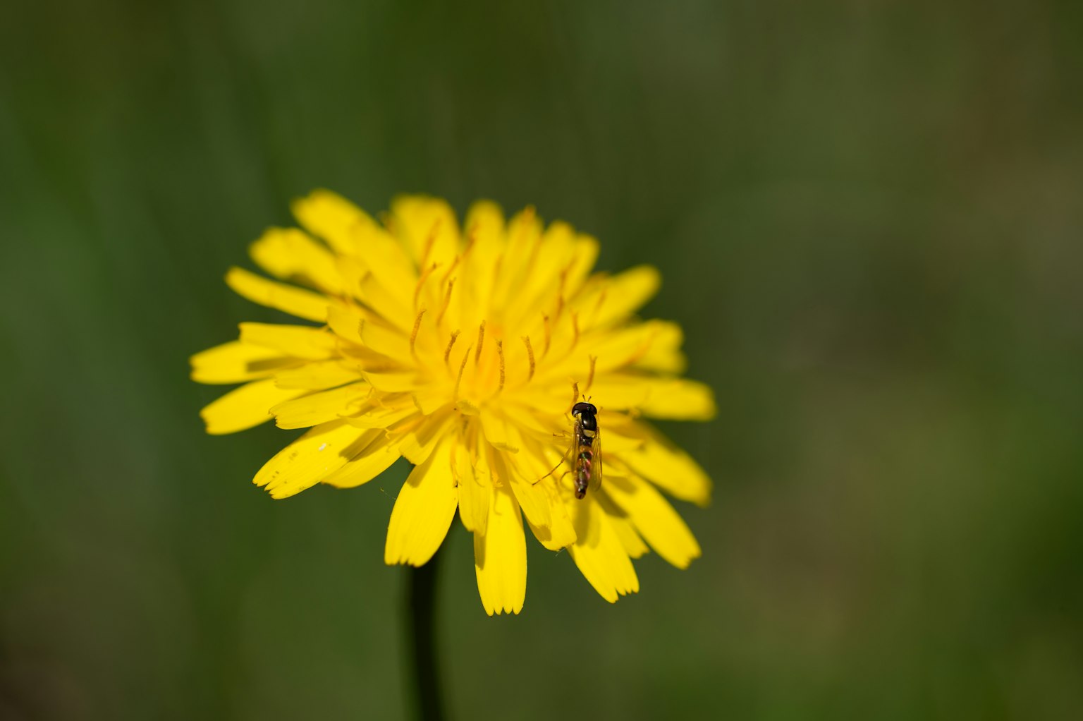 Fleur de pissenlit jaune avec un petit insecte