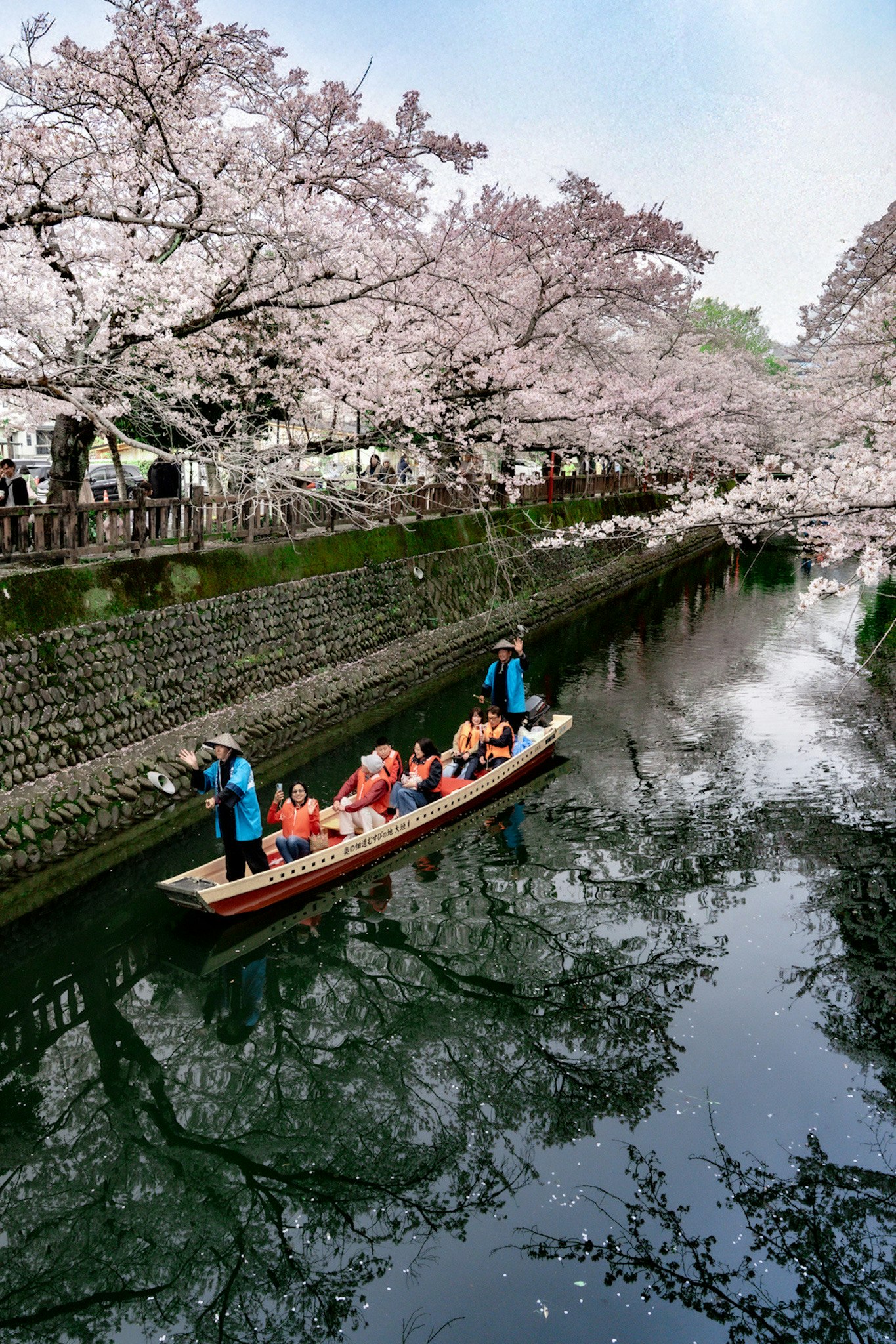 岐阜の川沿いに咲く桜と屋形船の花見風景