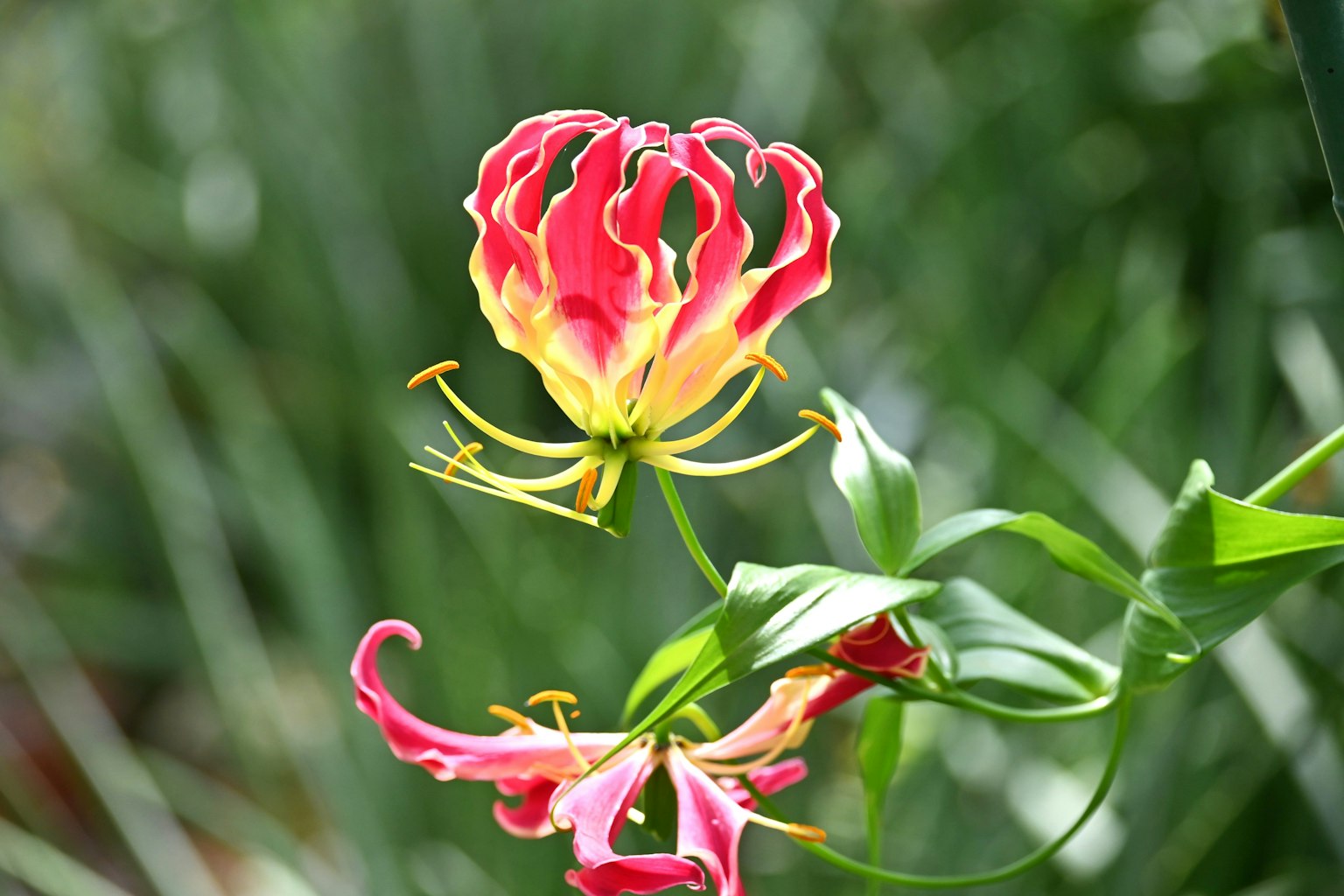 Vibrant Gloriosa flower blooming against a green background