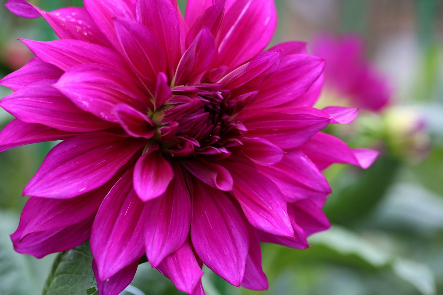 Vibrante pink Dahlienblüte