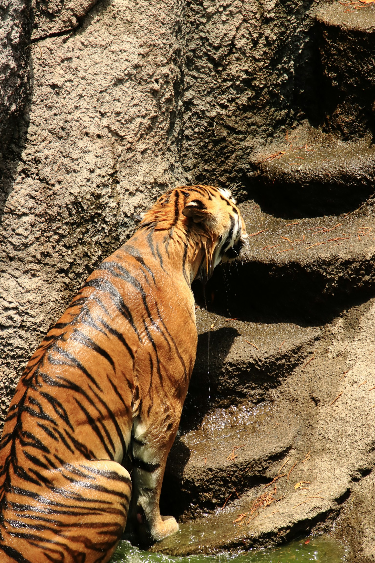 Un tigre che sale dei gradini vicino a una superficie rocciosa