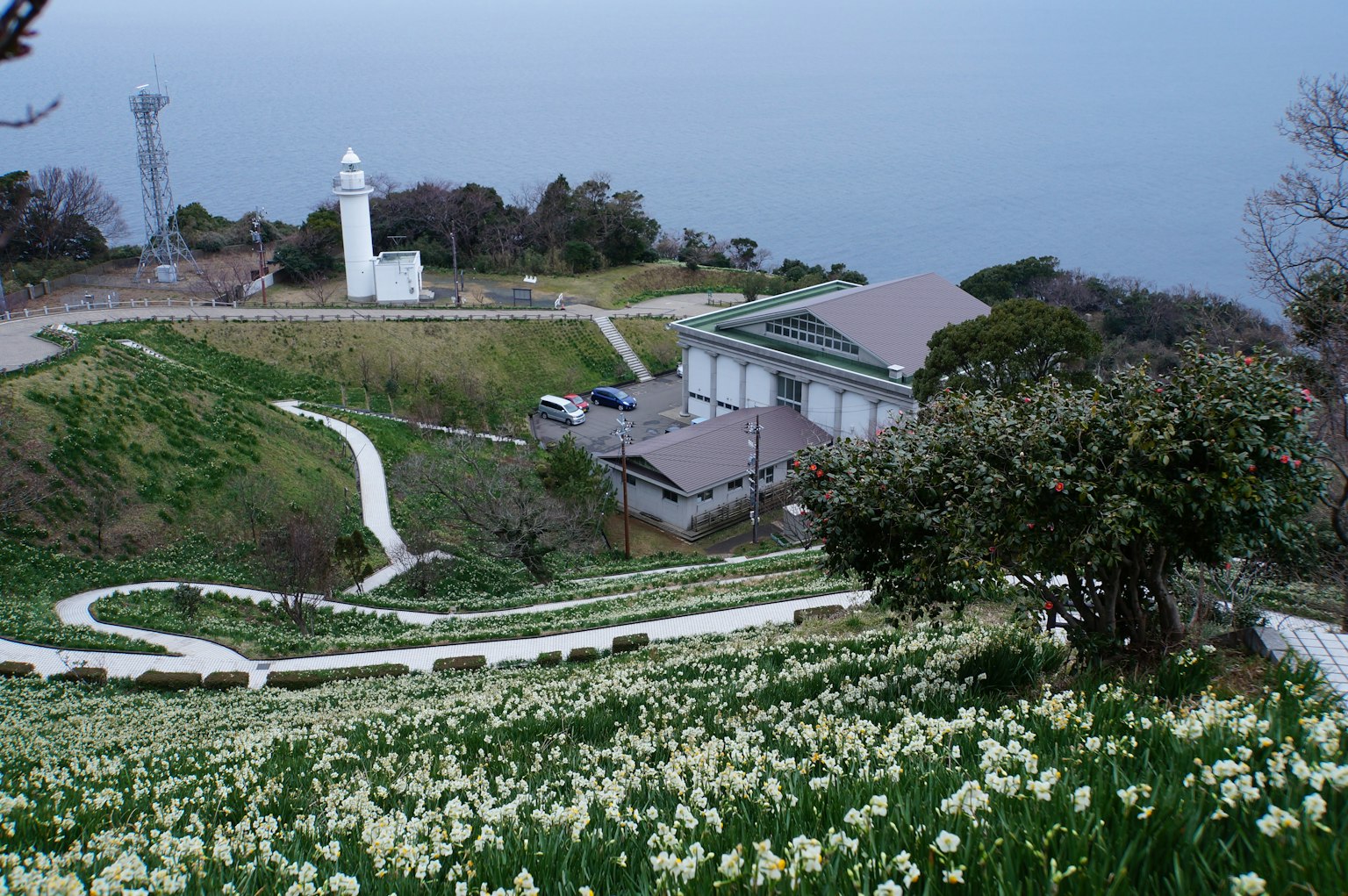 A view of a lighthouse on a hill overlooking the sea with blooming white flowers