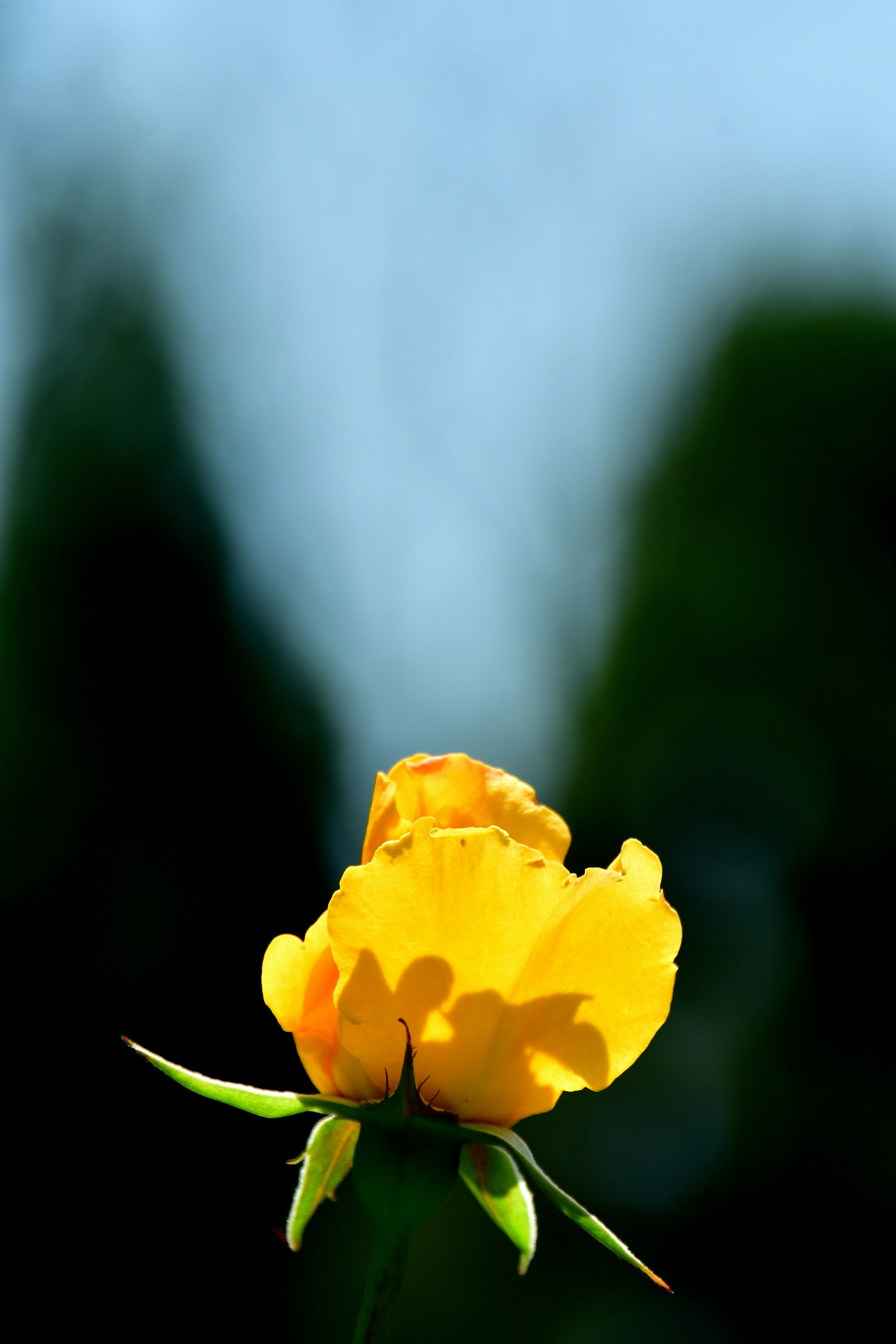 黄色いバラの花が咲く京都府立植物園の花壇