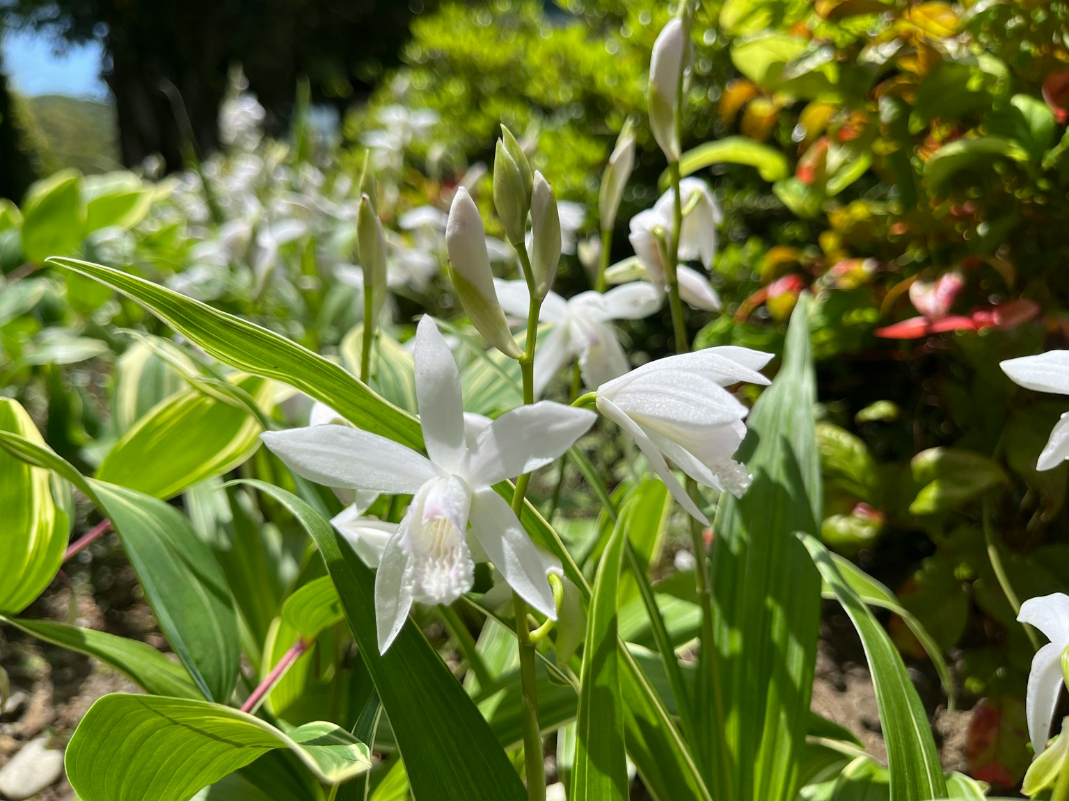 A close-up of white flowers amidst lush green leaves in a garden