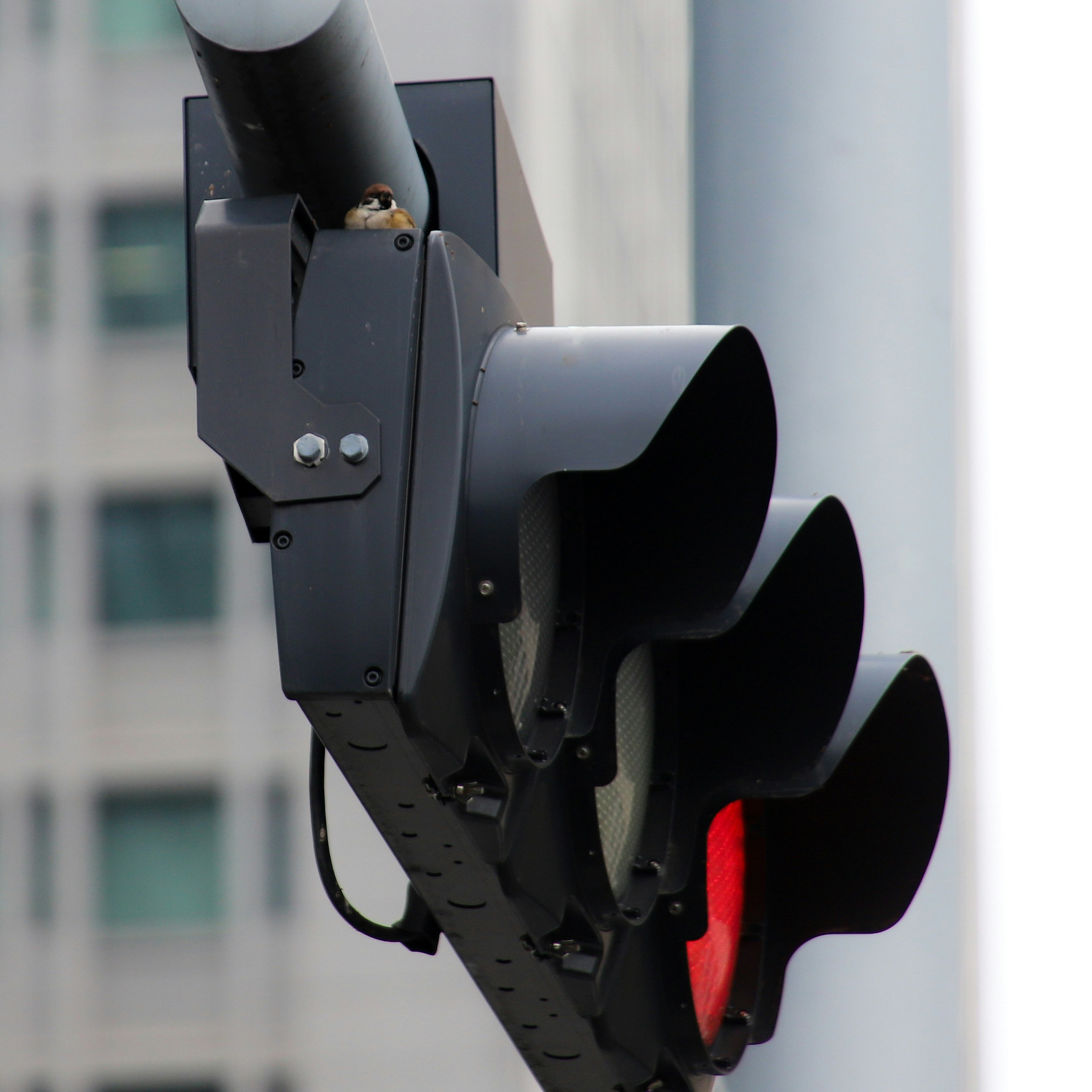 Lampu lalu lintas merah menyala dengan sinyal berhenti pejalan kaki
