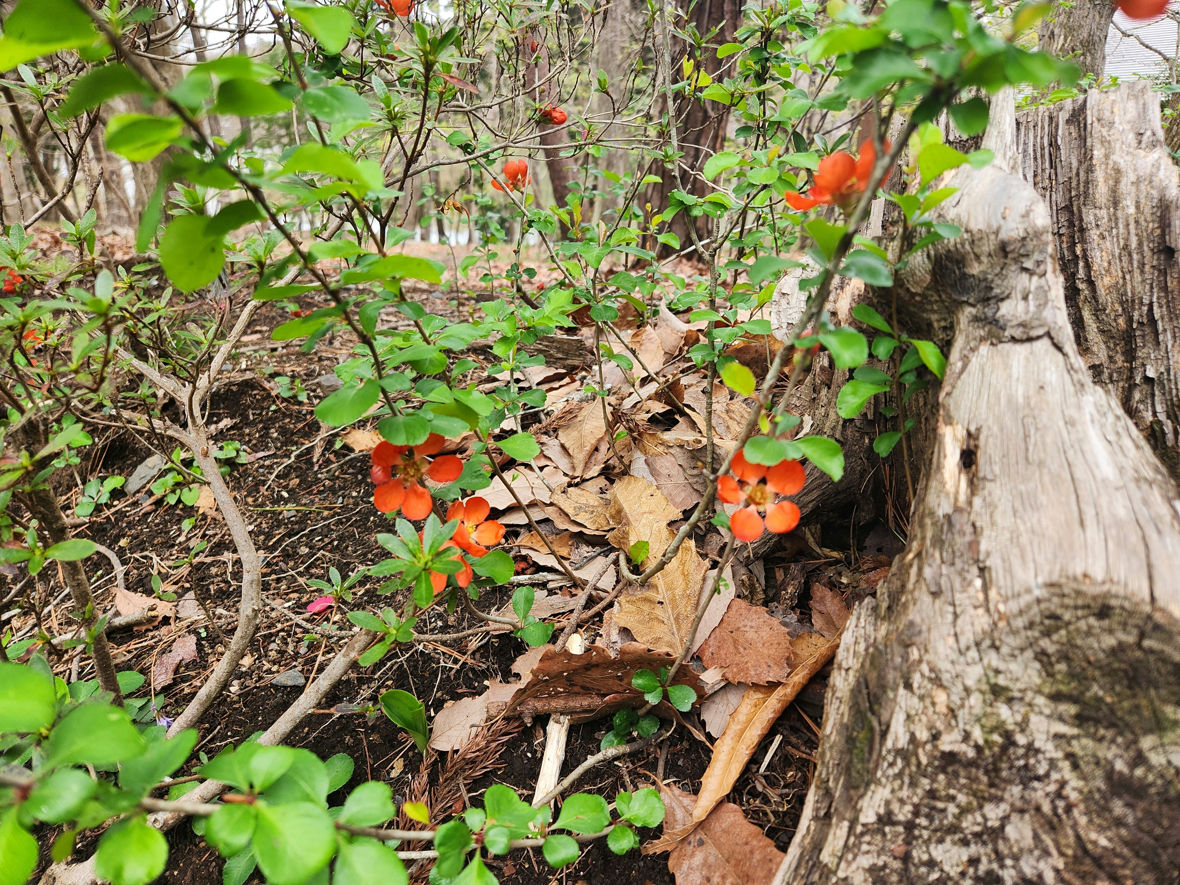 里山の木の根元に咲くオレンジ色のボケの花