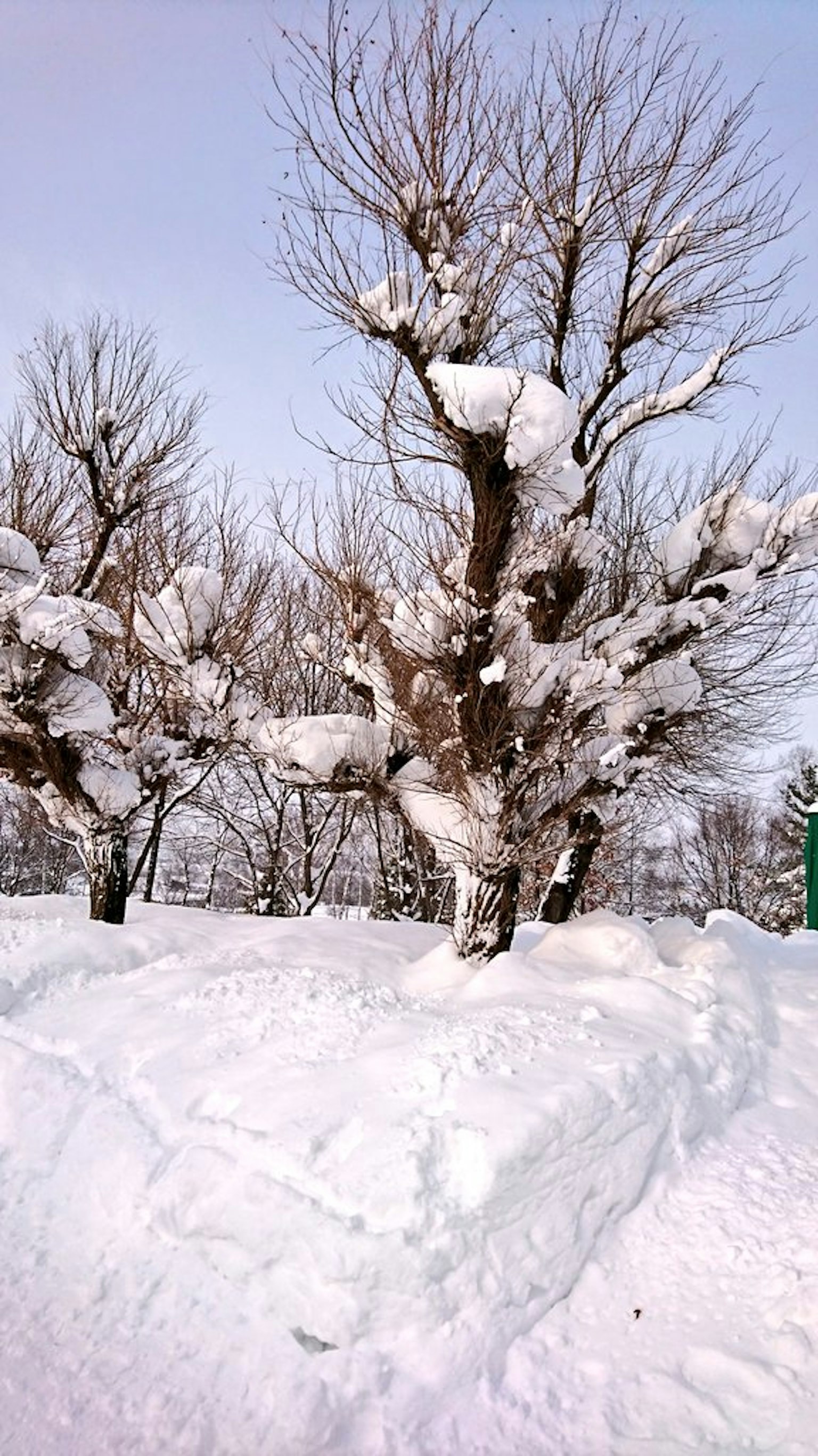 被雪覆盖的树木和雪地景观
