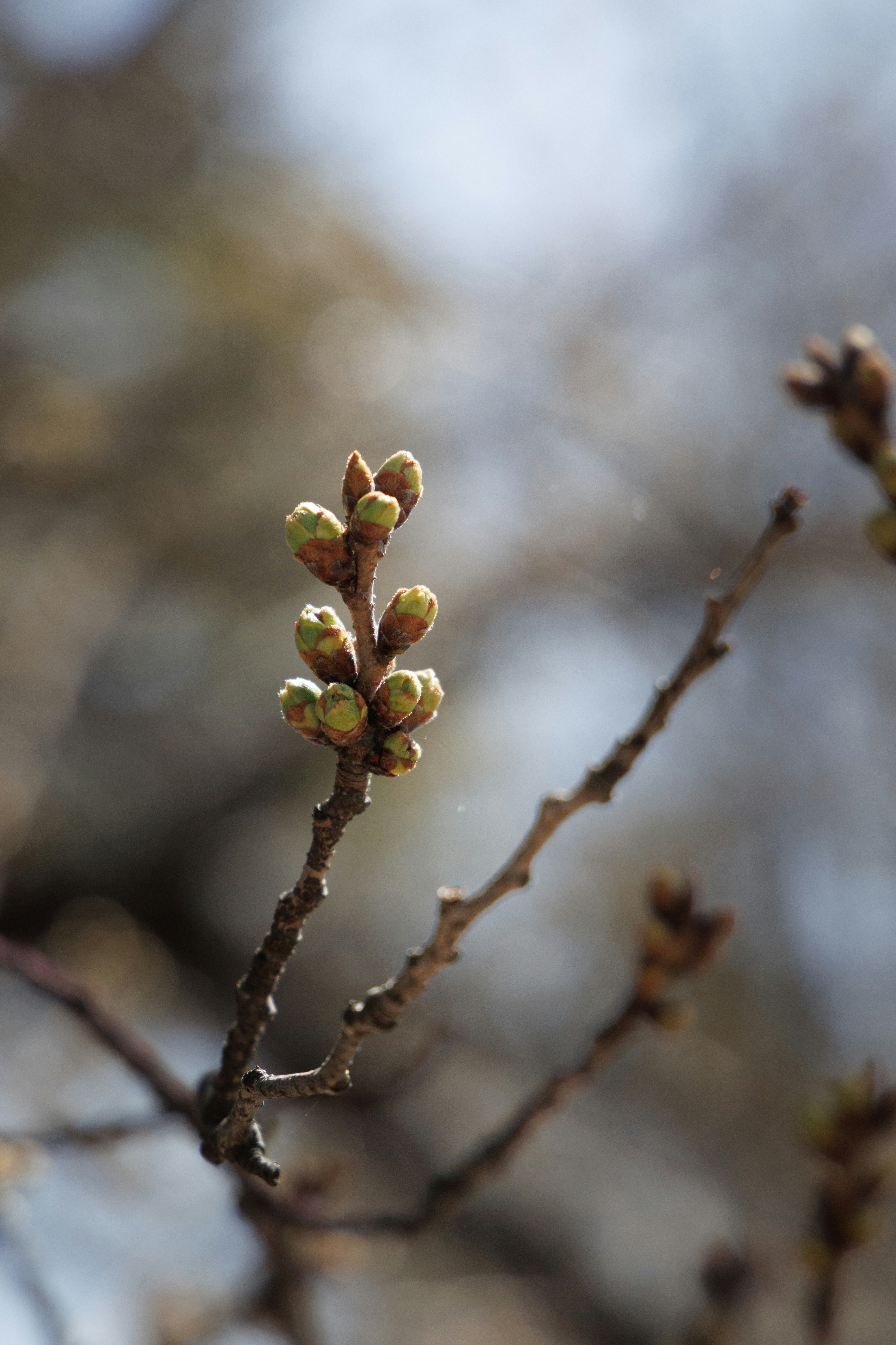 macro image of budding buds on a branch tip with a misty background