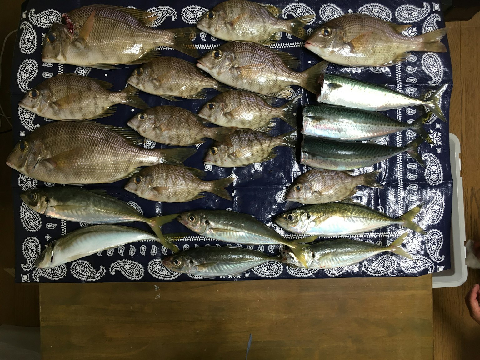 各种鱼整齐地摆放在装饰托盘上