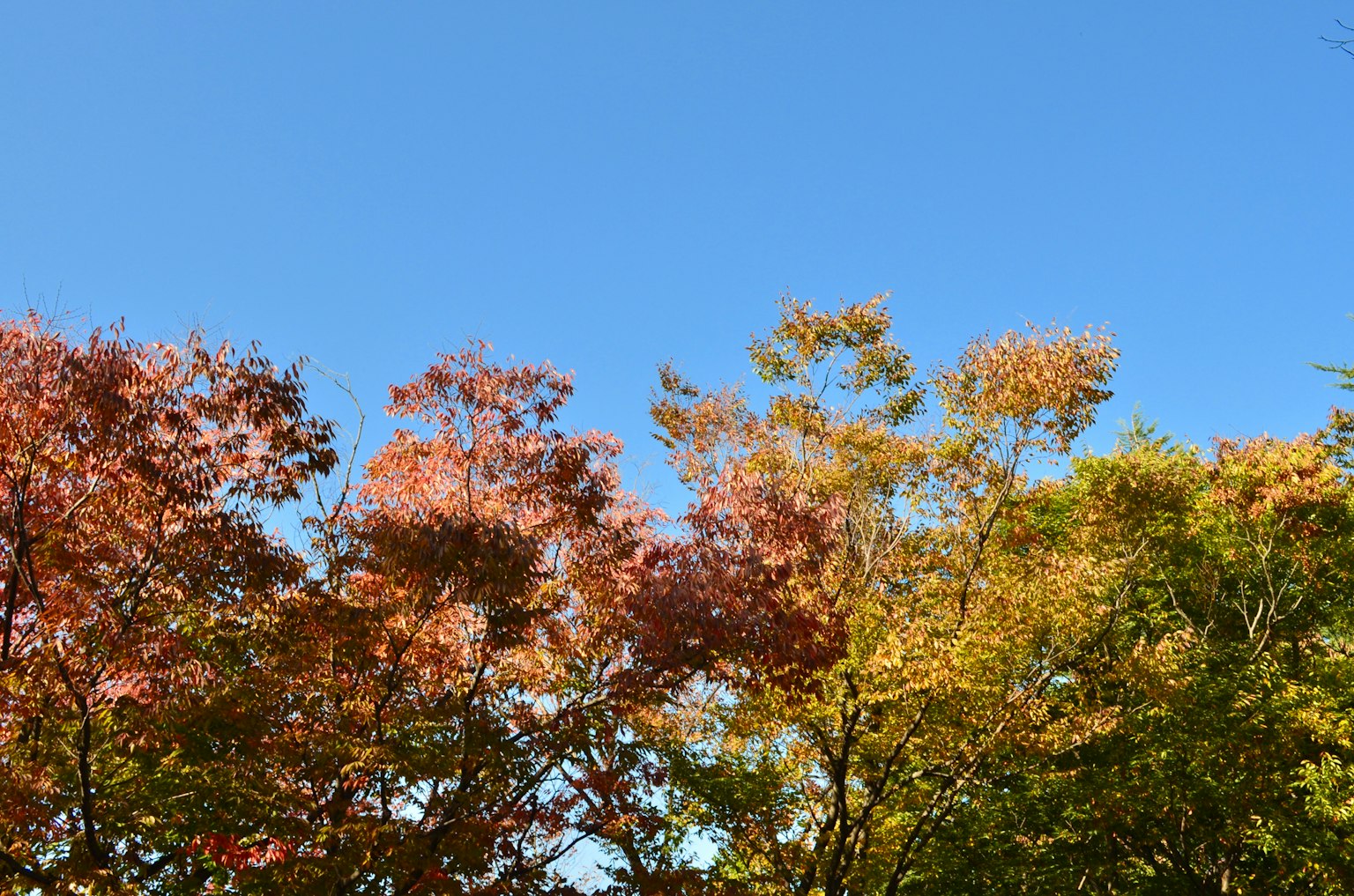 Árboles coloridos bajo un cielo azul claro