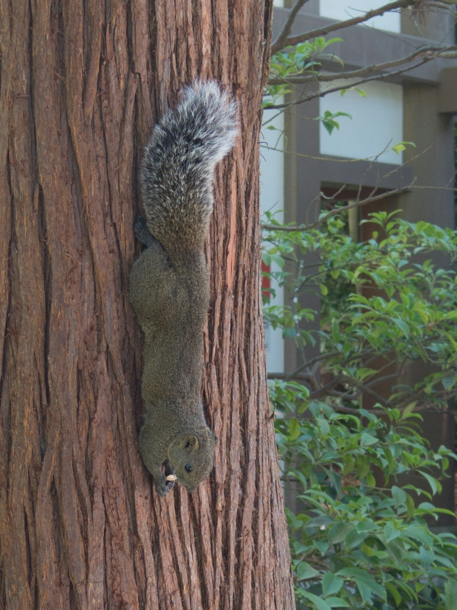 Écureuil grimpant sur un tronc d'arbre