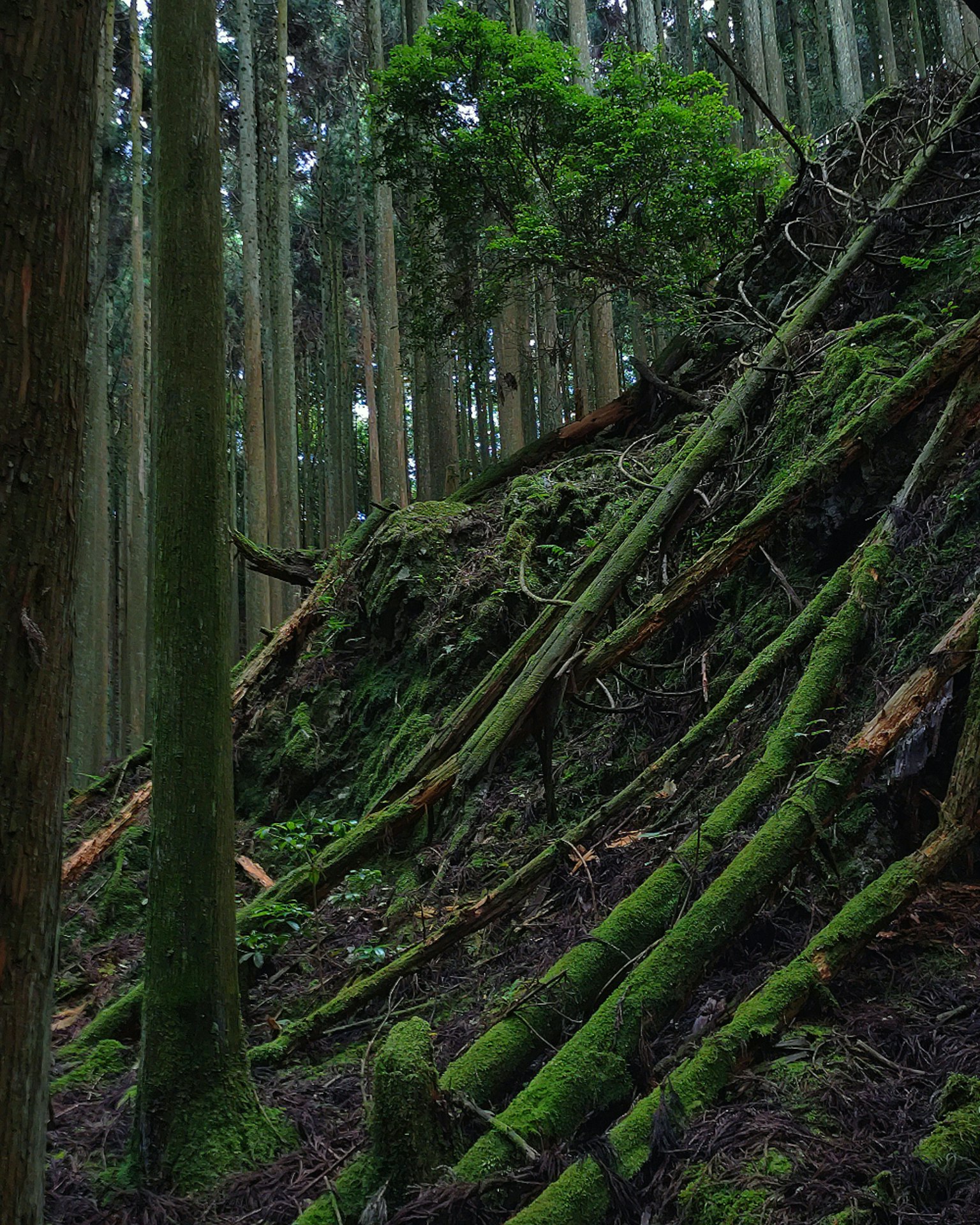 Escena de bosque con árboles caídos cubiertos de musgo y árboles altos
