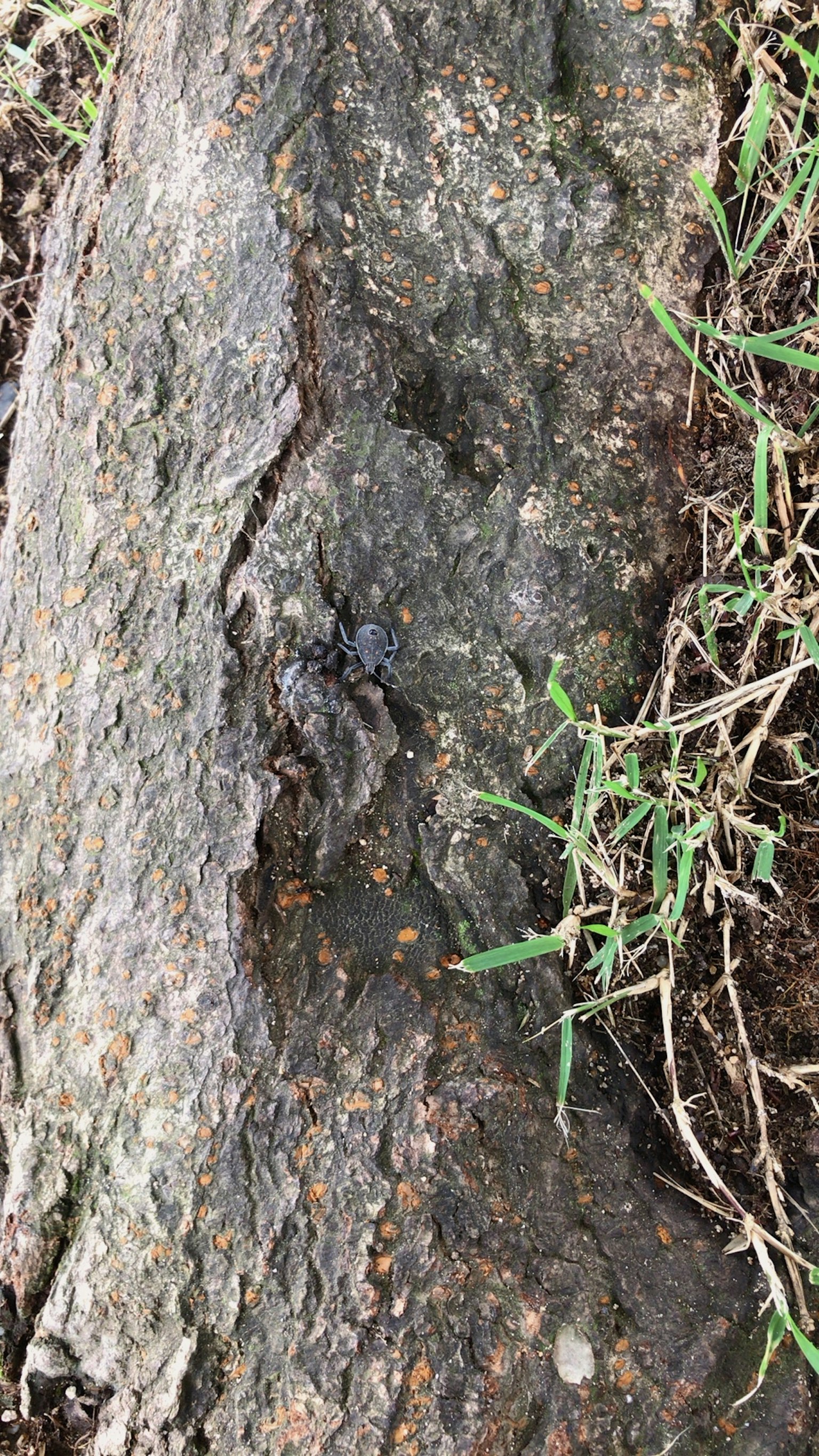 Surface of a tree trunk with moss and grass
