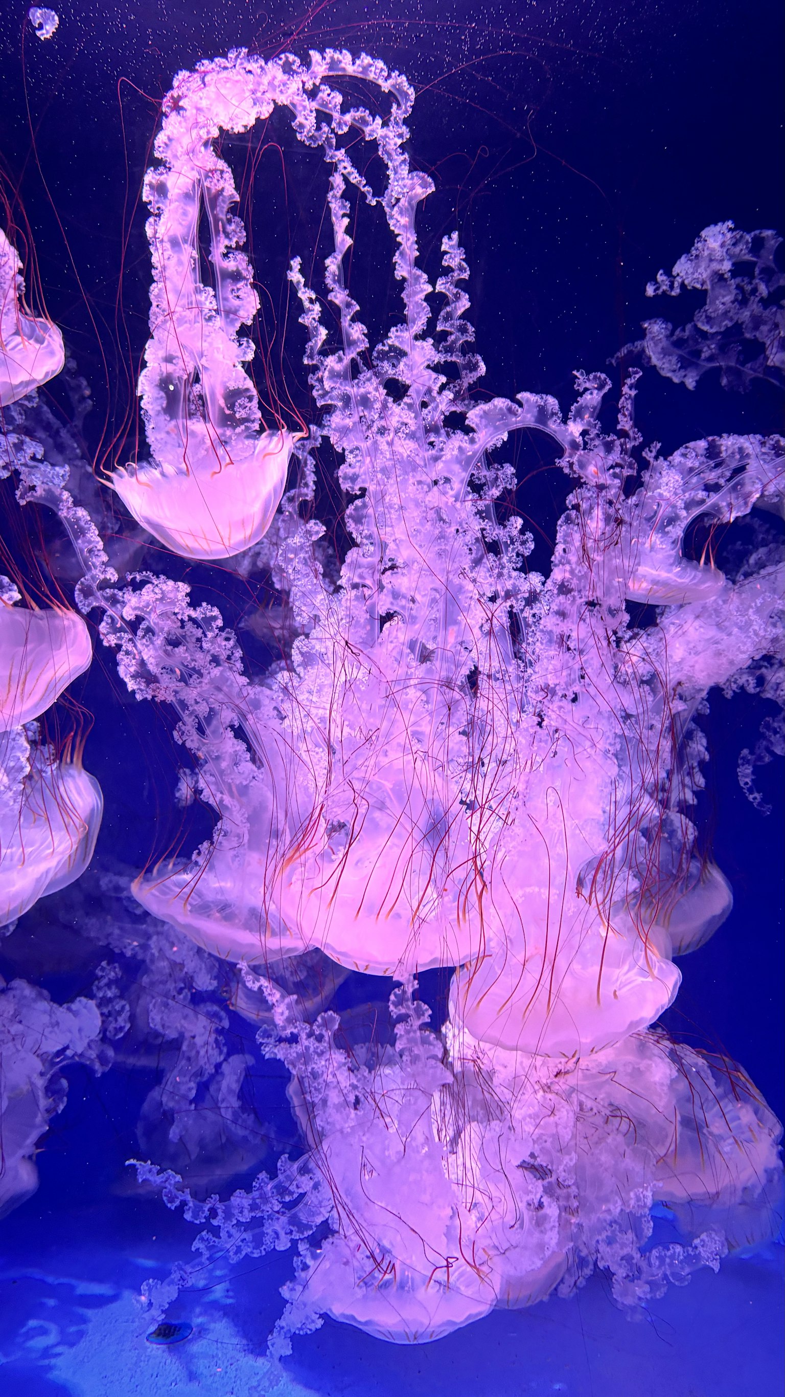 美麗的紫色水母優雅地漂浮在水下
