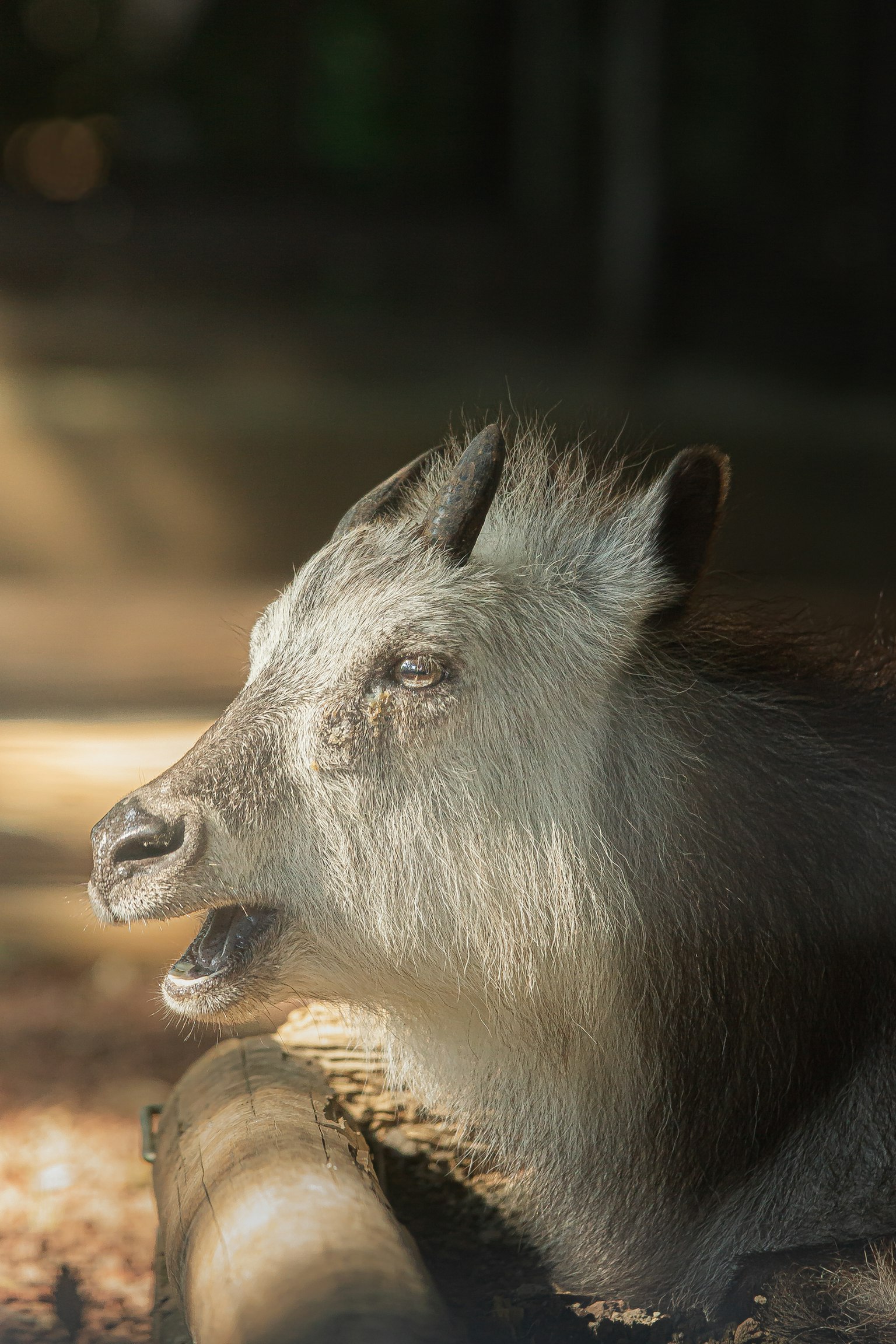 Primer plano de un animal con la boca abierta