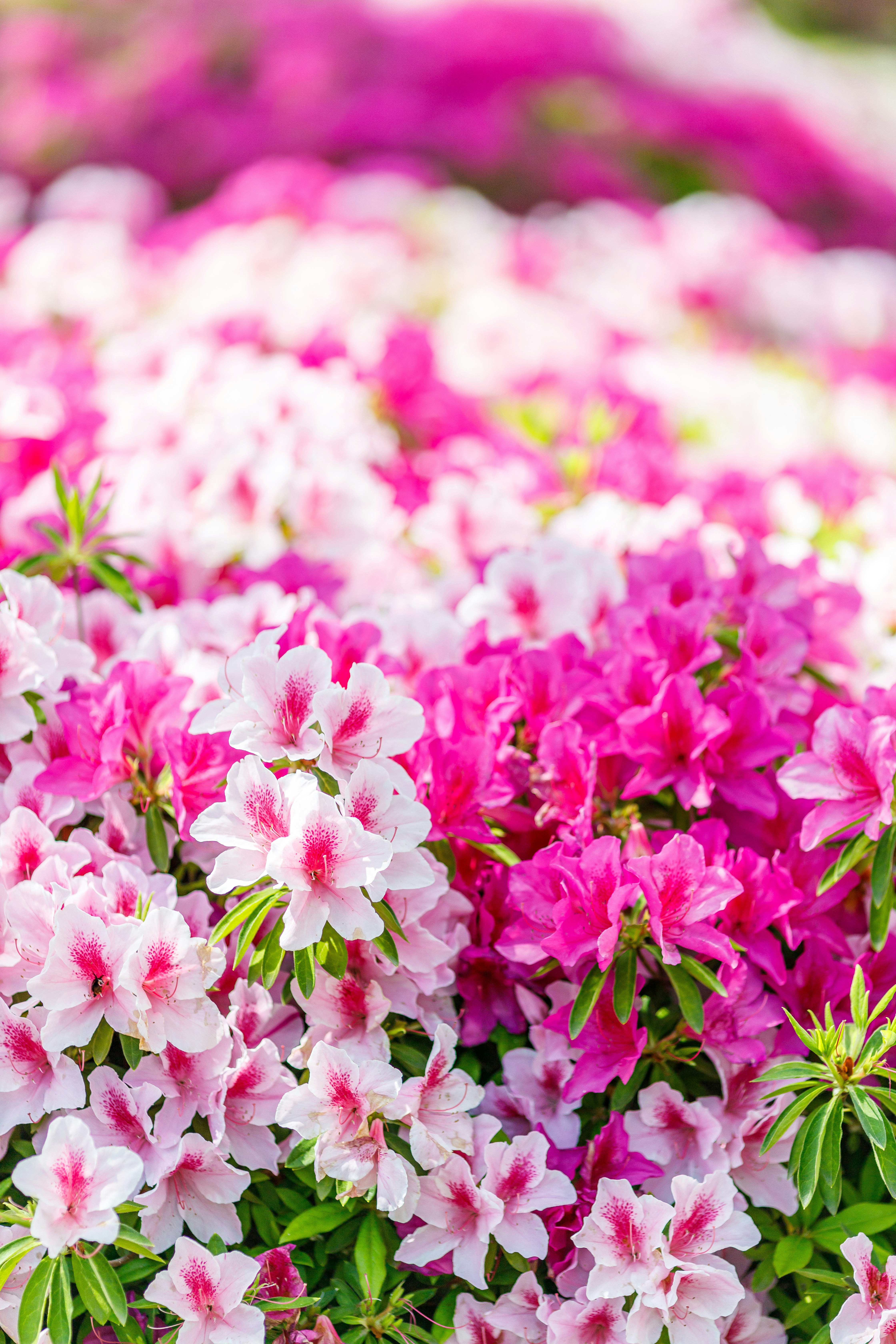 ツツジの花が密集して咲く花畑の風景