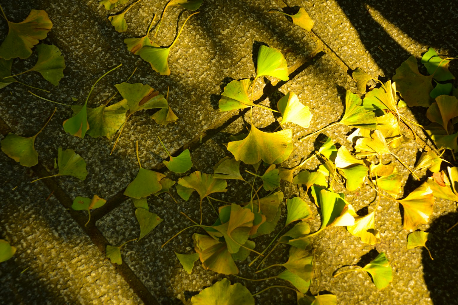 Feuilles de ginkgo jaune-vert éparpillées sur le sol avec des ombres