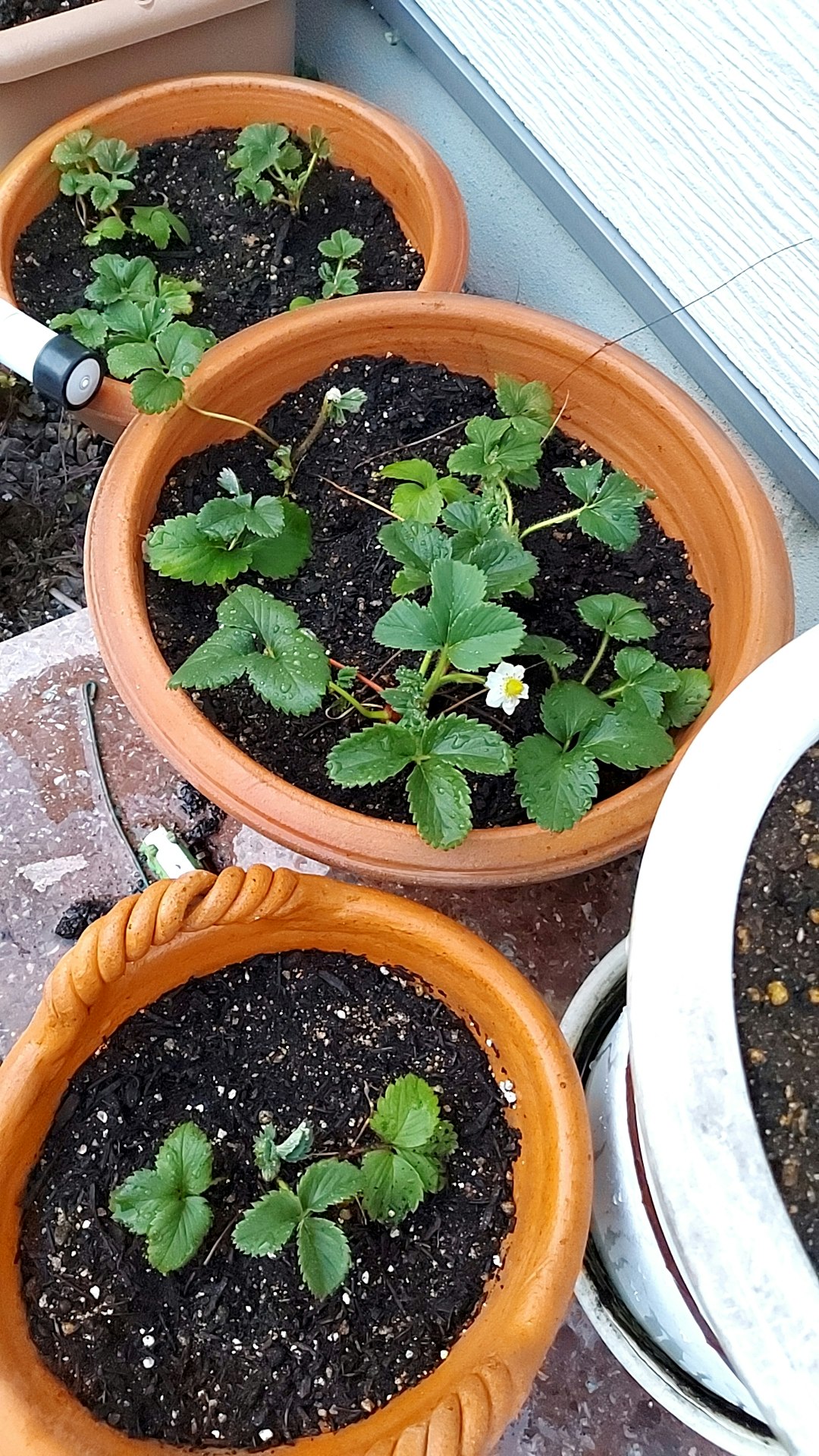 鉢植えのイチゴ苗が並ぶベランダの土