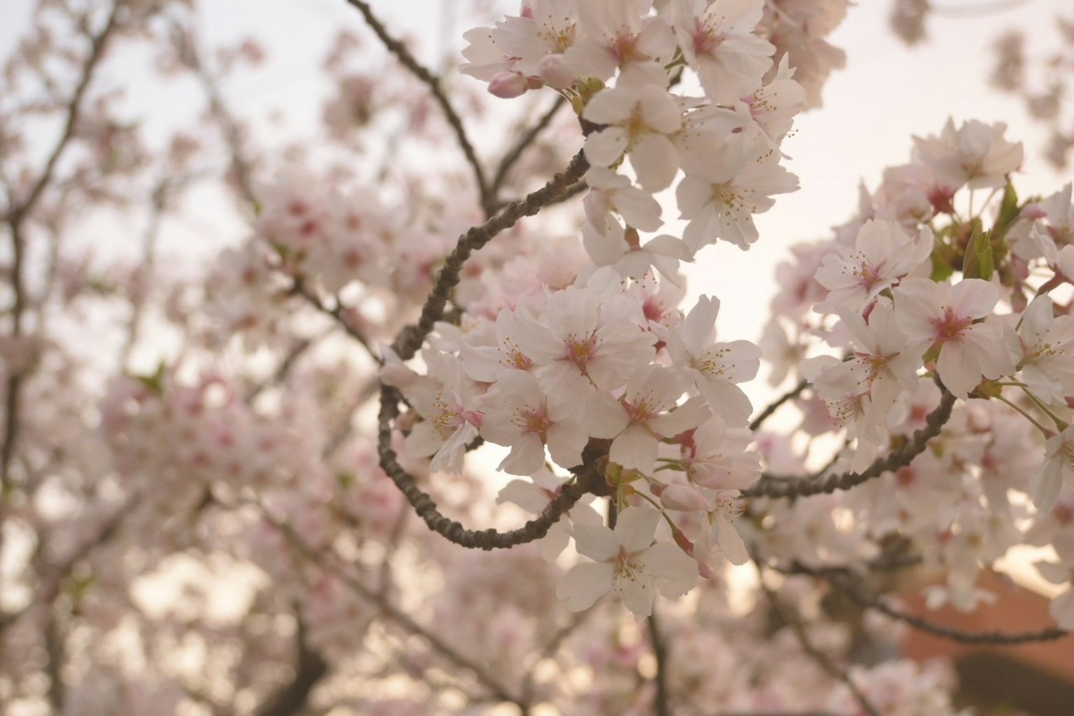 Cherry blossom branches in full bloom with soft light
