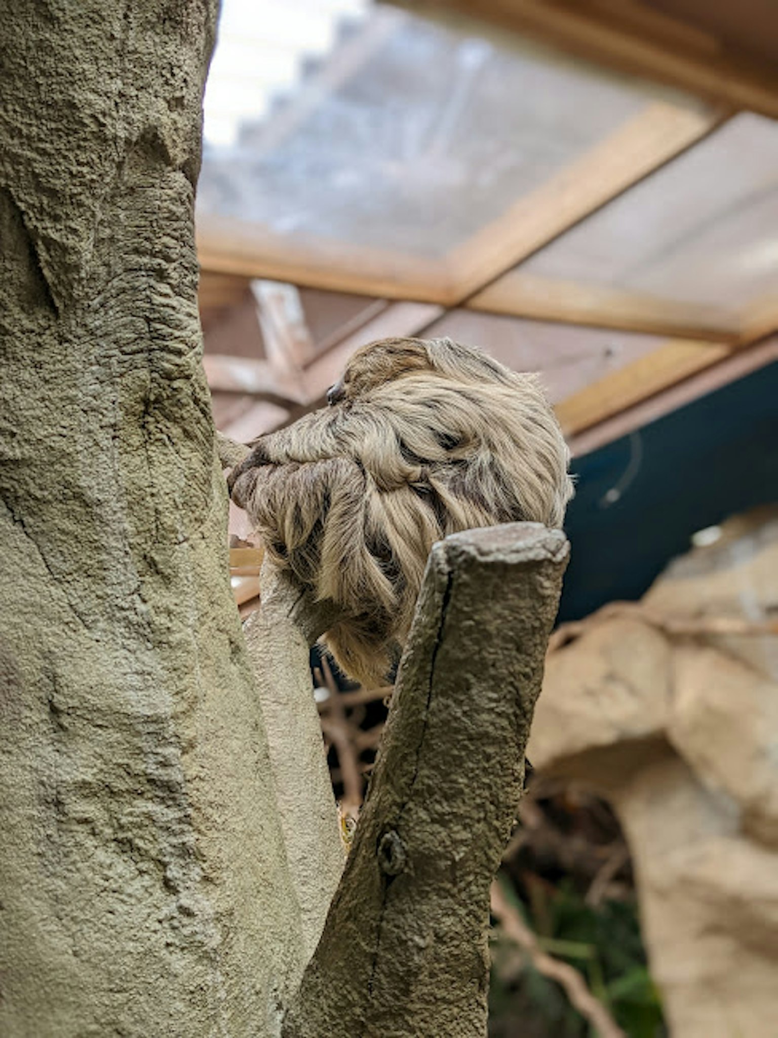 Ein flauschiger Vogel, der auf einem Ast sitzt, mit verschwommenem Hintergrund